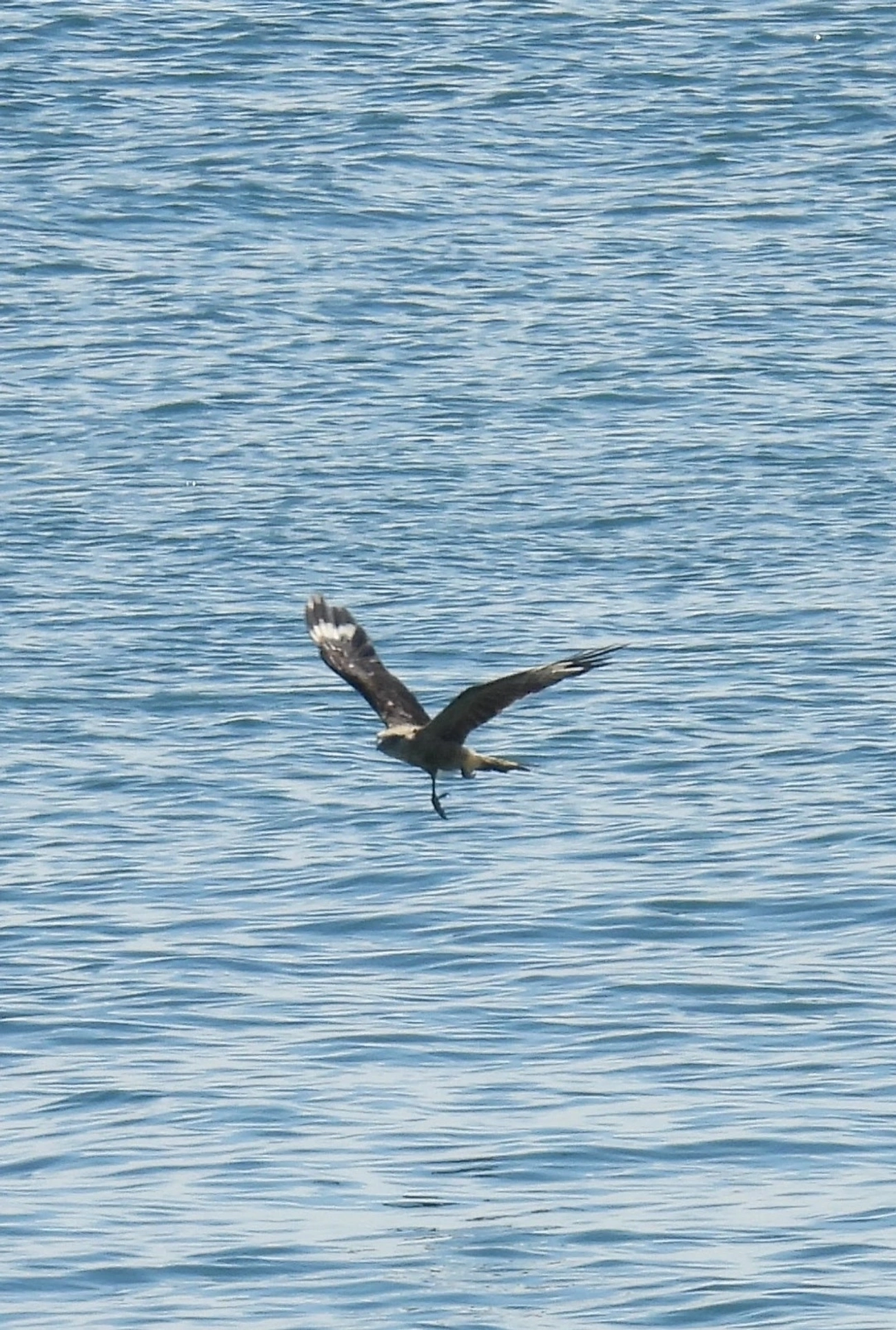 Carrapateiro (Daptrius chimachima), aves, fotografado em Maresias, São Sebastião