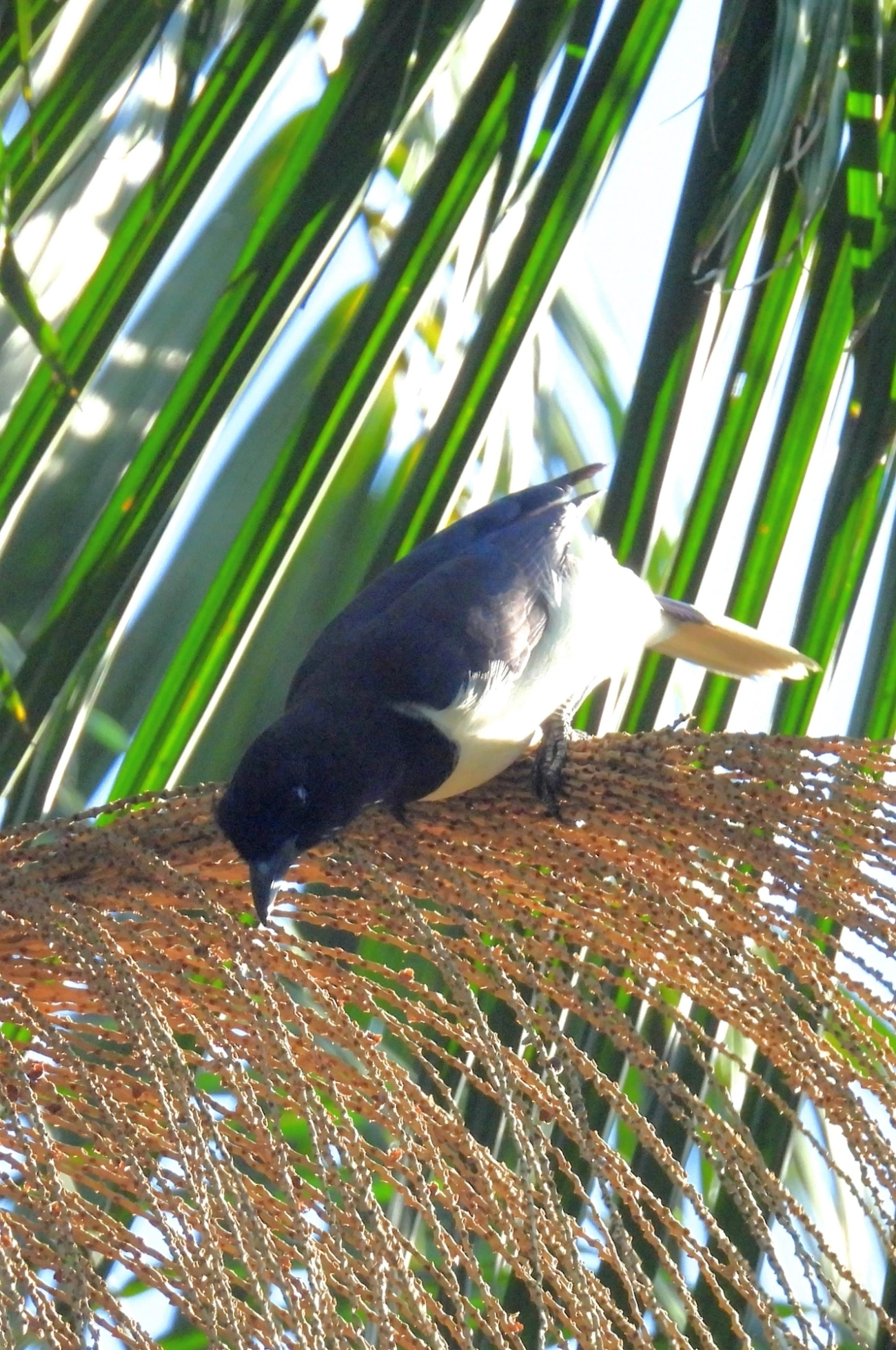Gralha-do-campo (Cyanocorax cristatellus), aves, fotografado em Serrinha do Alambari