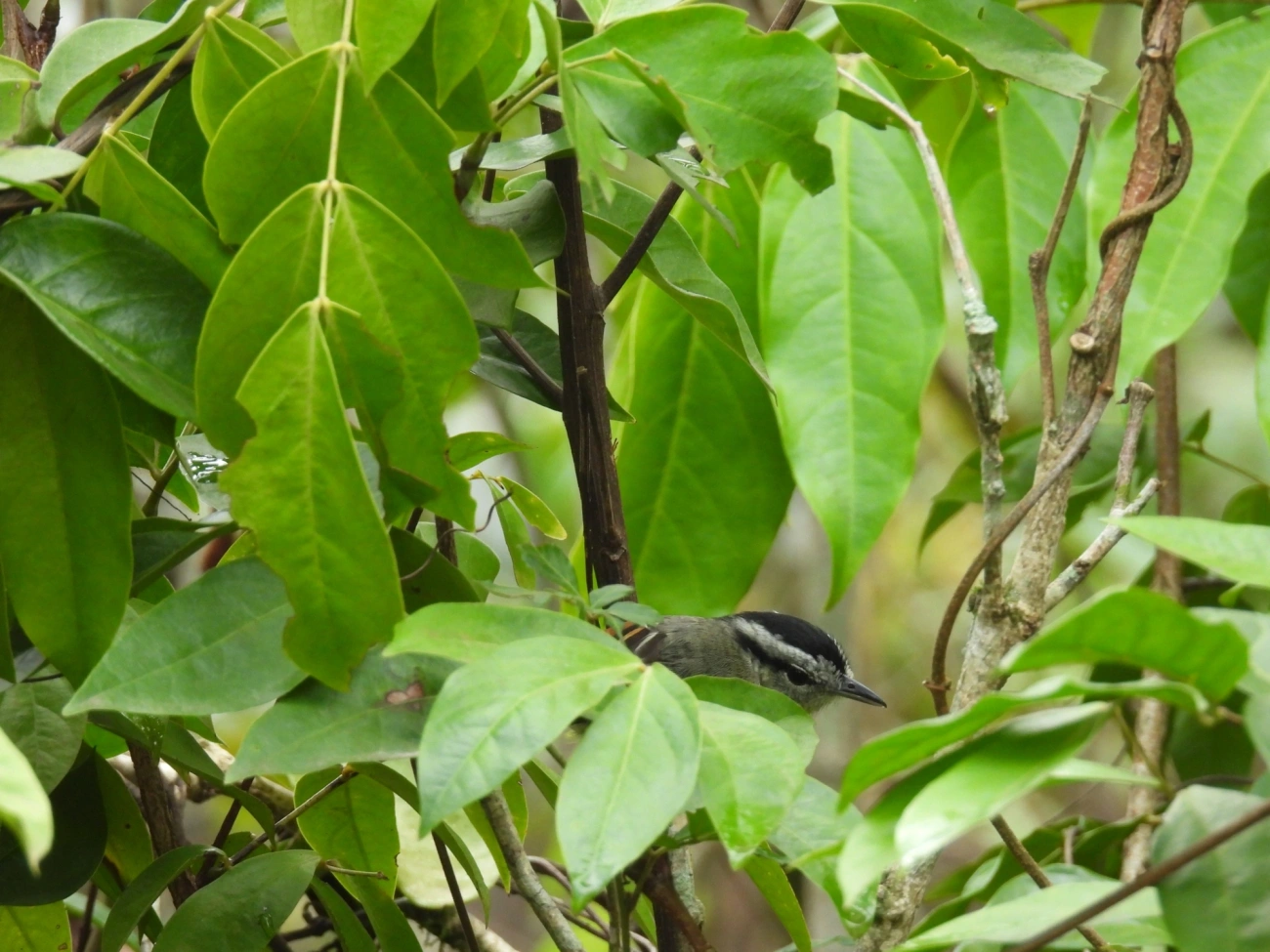Chorozinho-de-Asa-Vermelha (Herpsilochmus rufimarginatus), aves, fotografado em Maresias, São Sebastião