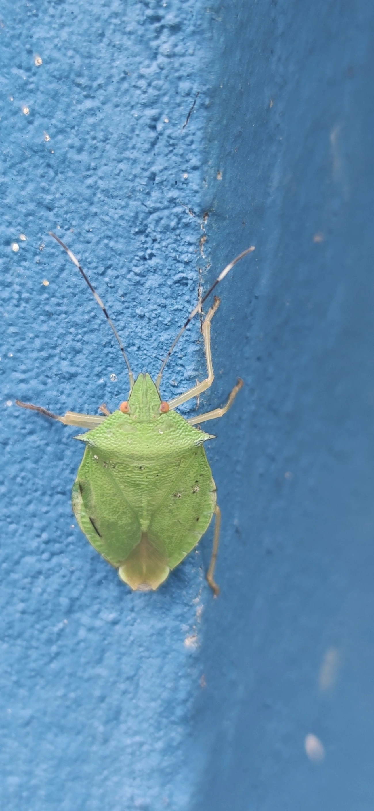 Chlorocoris, insetos, fotografado em Maresias, São Sebastião