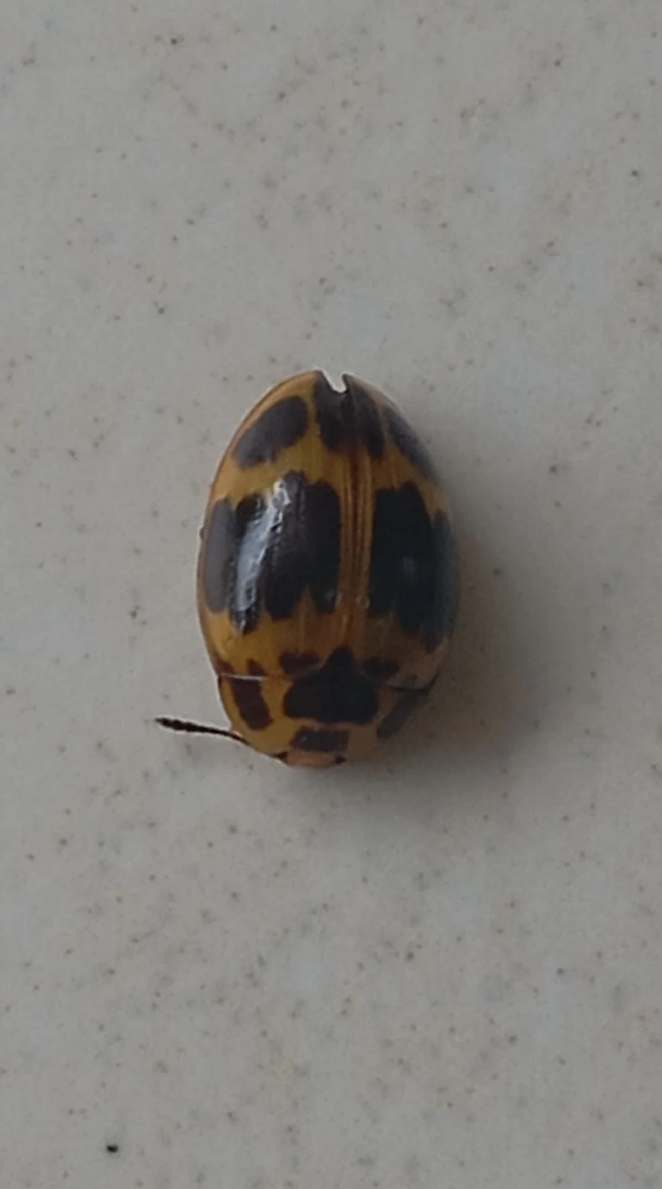 Besouro-do-fungo (Iphiclus signatus), insetos, fotografado em Maresias, São Sebastião