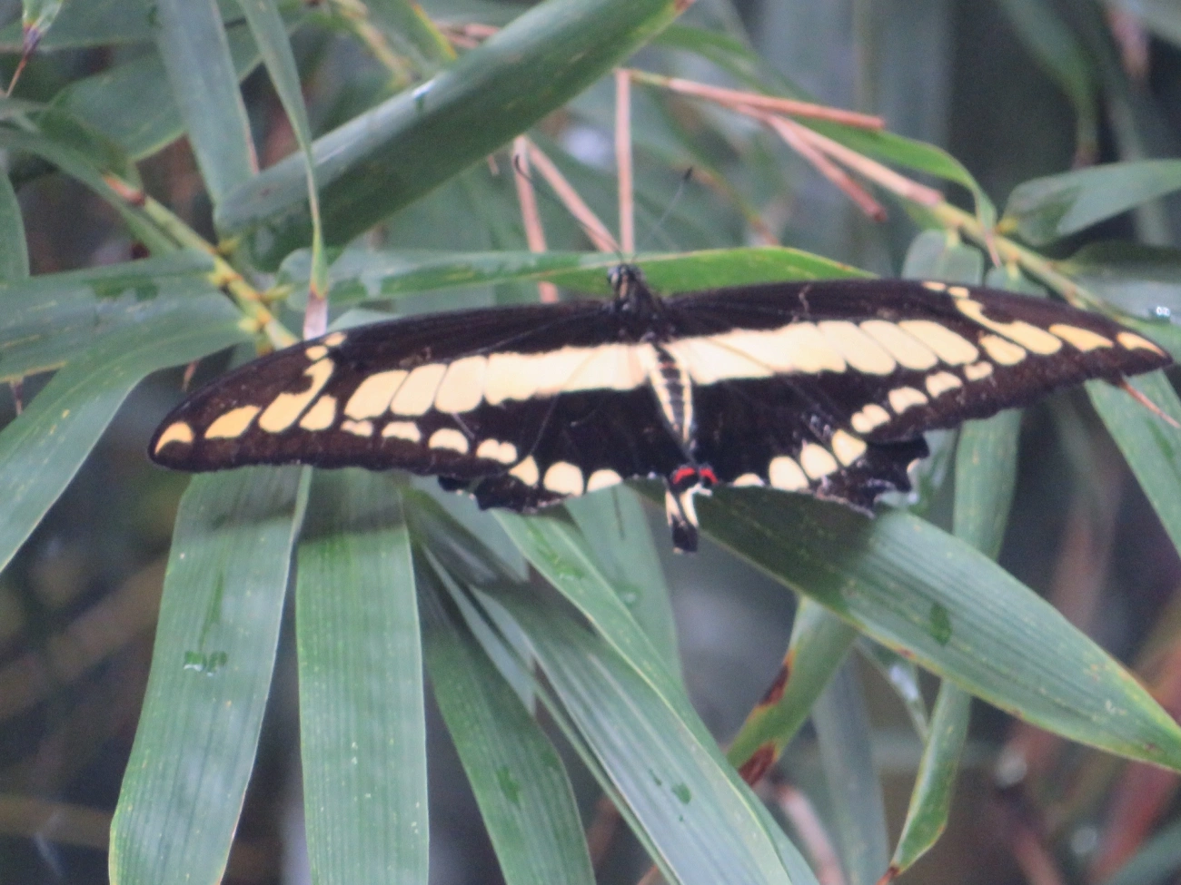 Borboleta-caixão-de-defunto (Heraclides thoas), insetos, fotografado em Maresias, São Sebastião