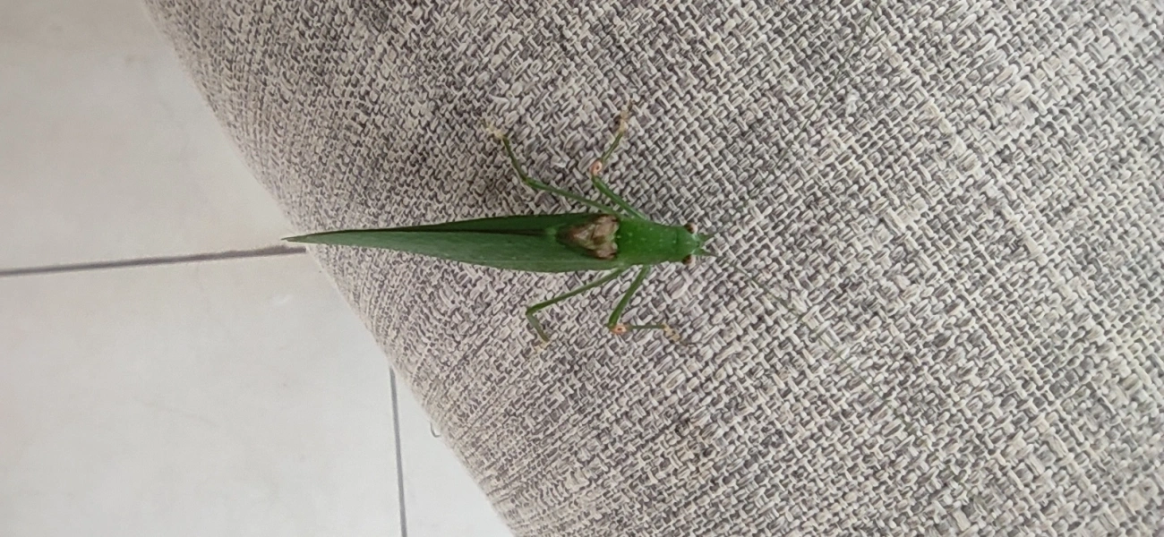 Phaneropterini, insetos, fotografado em Maresias, São Sebastião
