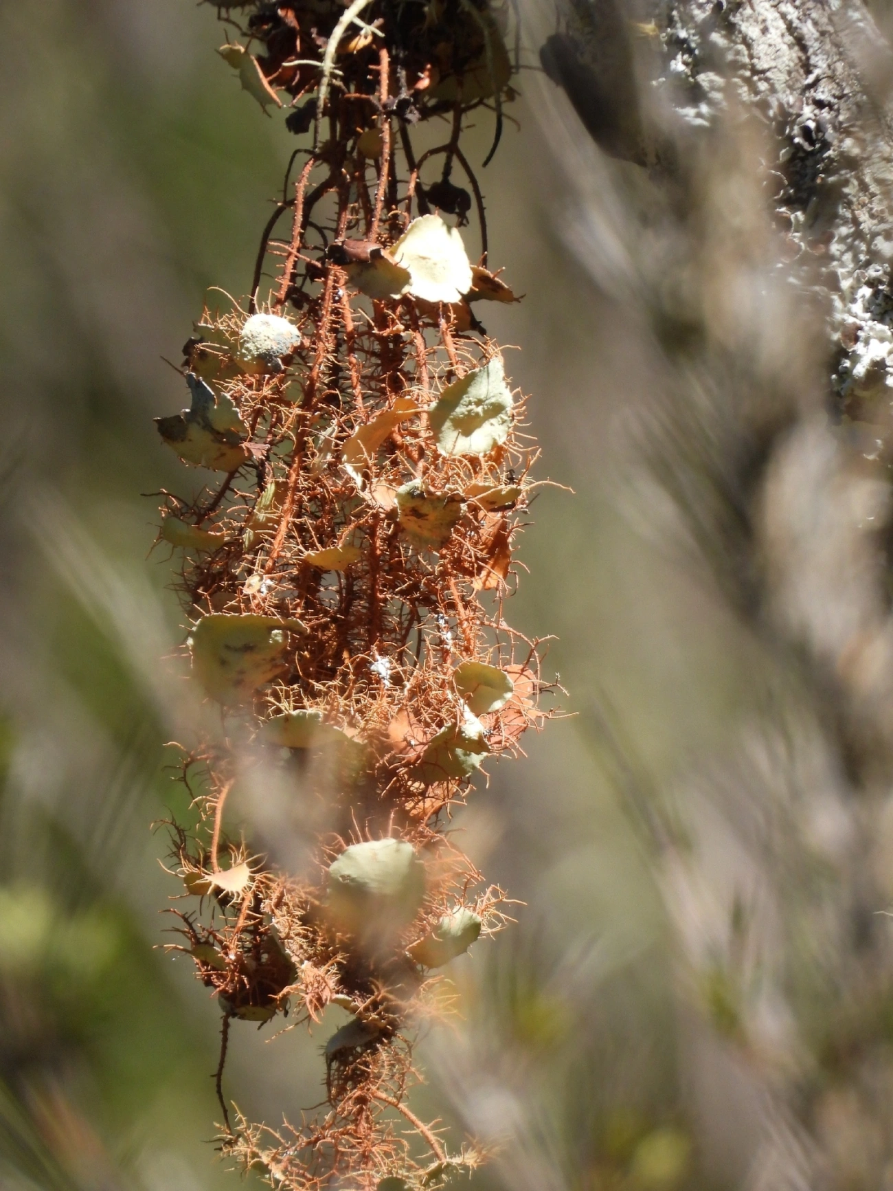 Usnea, fungos, fotografado em Engenheiro Passos