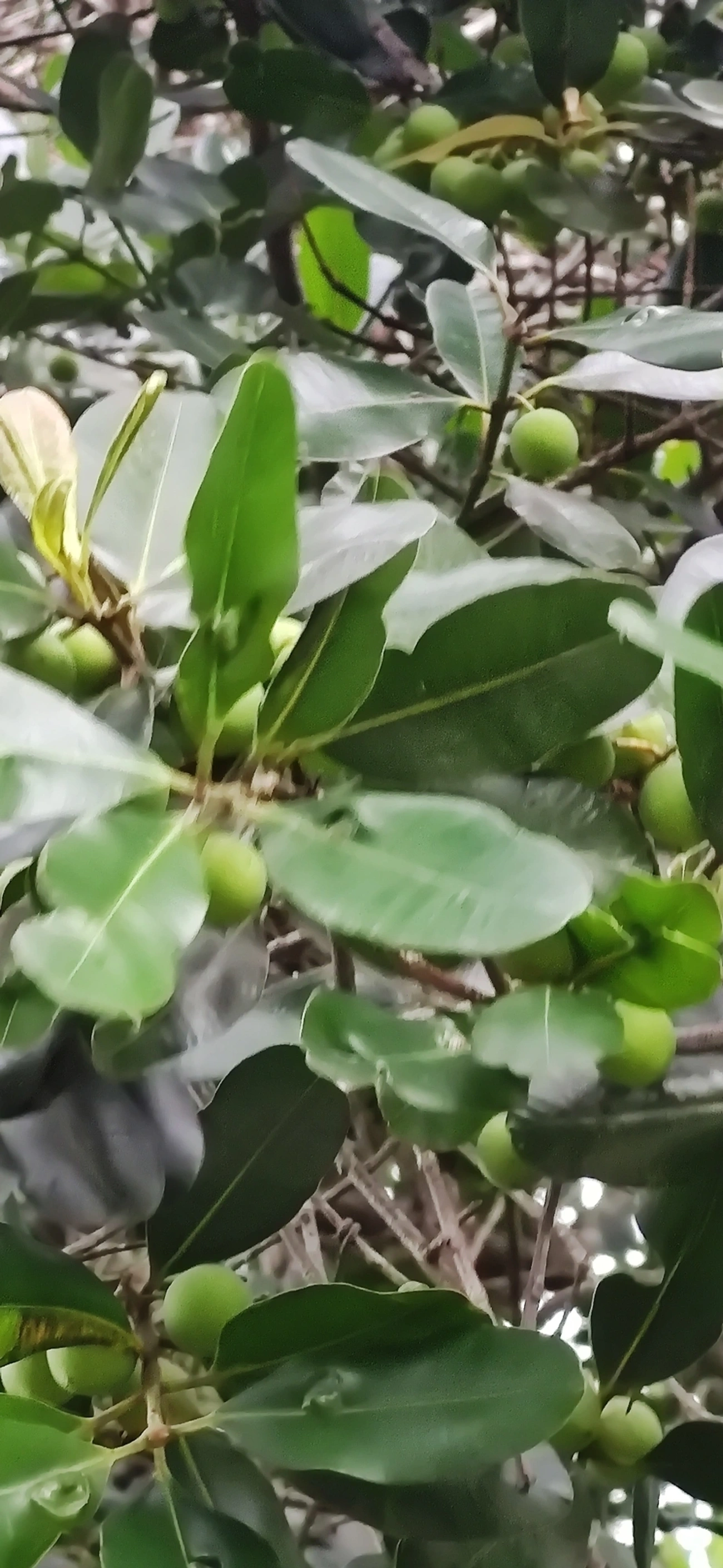 Guanandi (Calophyllum brasiliense), plantas, fotografado em Maresias, São Sebastião