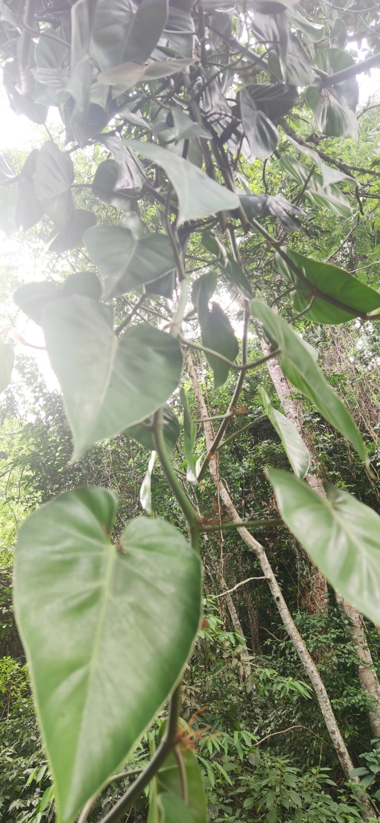 Filodendro-coração (Philodendron hederaceum), plantas, fotografado em Paúba, São Sebastião