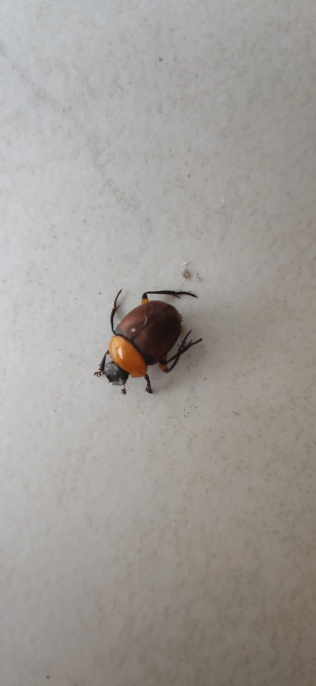 Besouros-Rola-Bosta (Scarabaeinae), insetos, fotografado em Maresias, São Sebastião