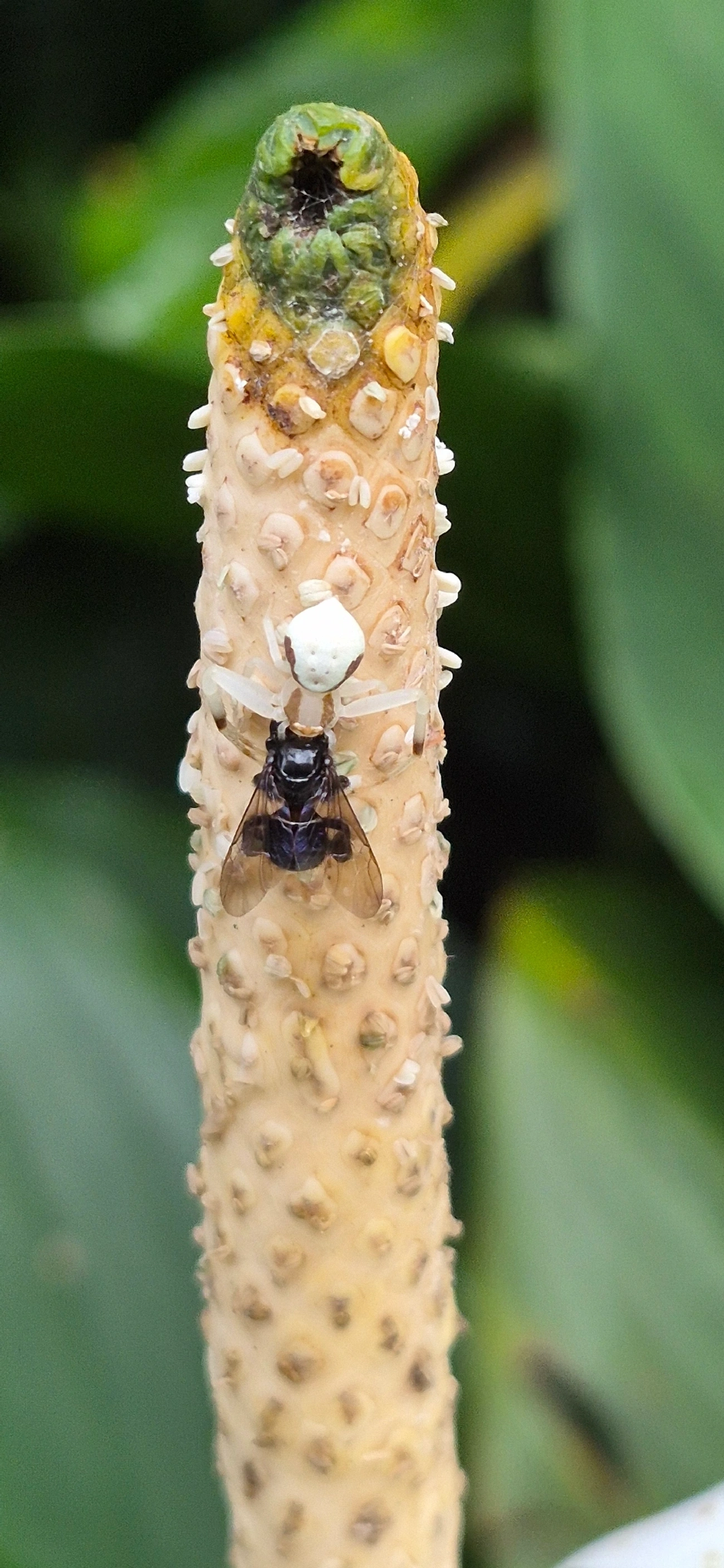 Misumessus, aracnídeos, fotografado em Maresias, São Sebastião