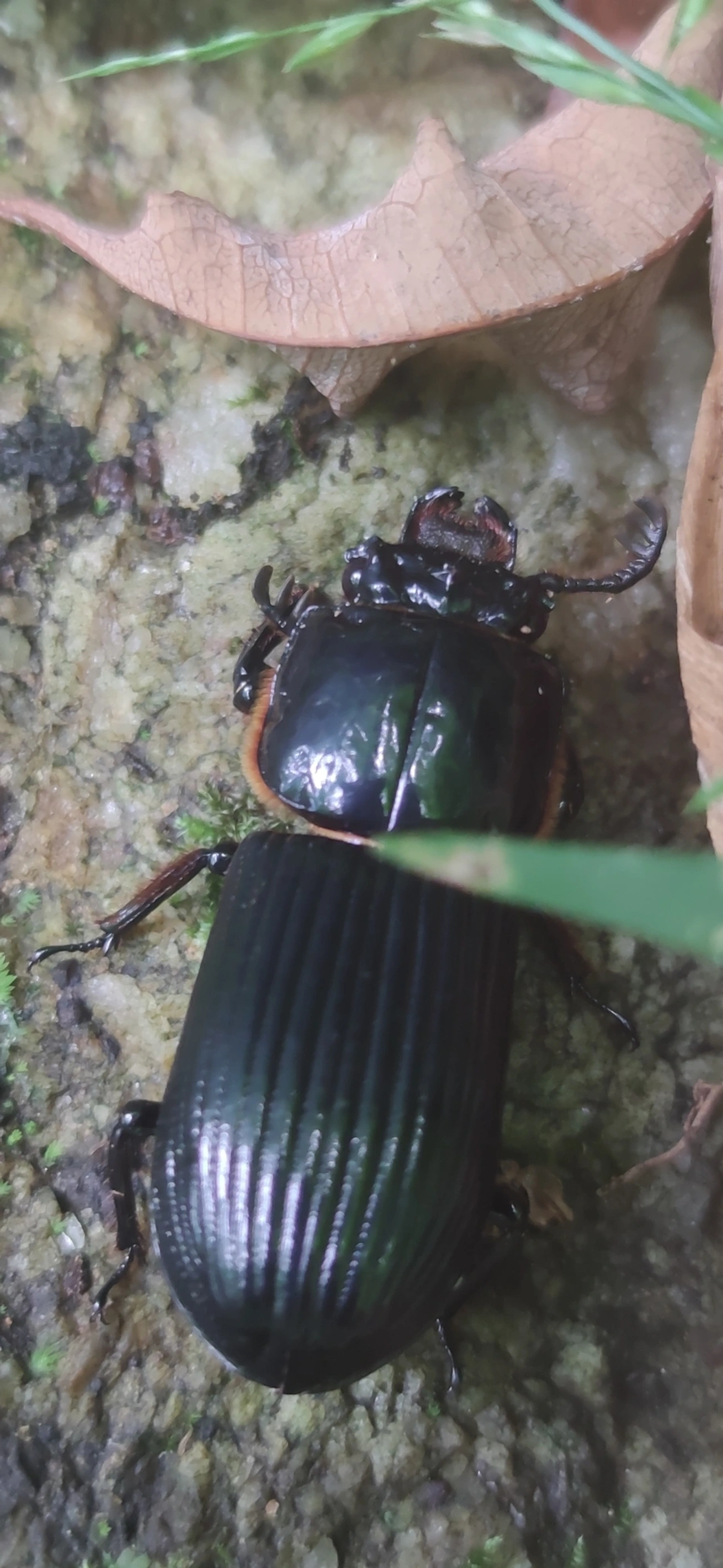 Passalidae, insetos, fotografado em Maresias, São Sebastião