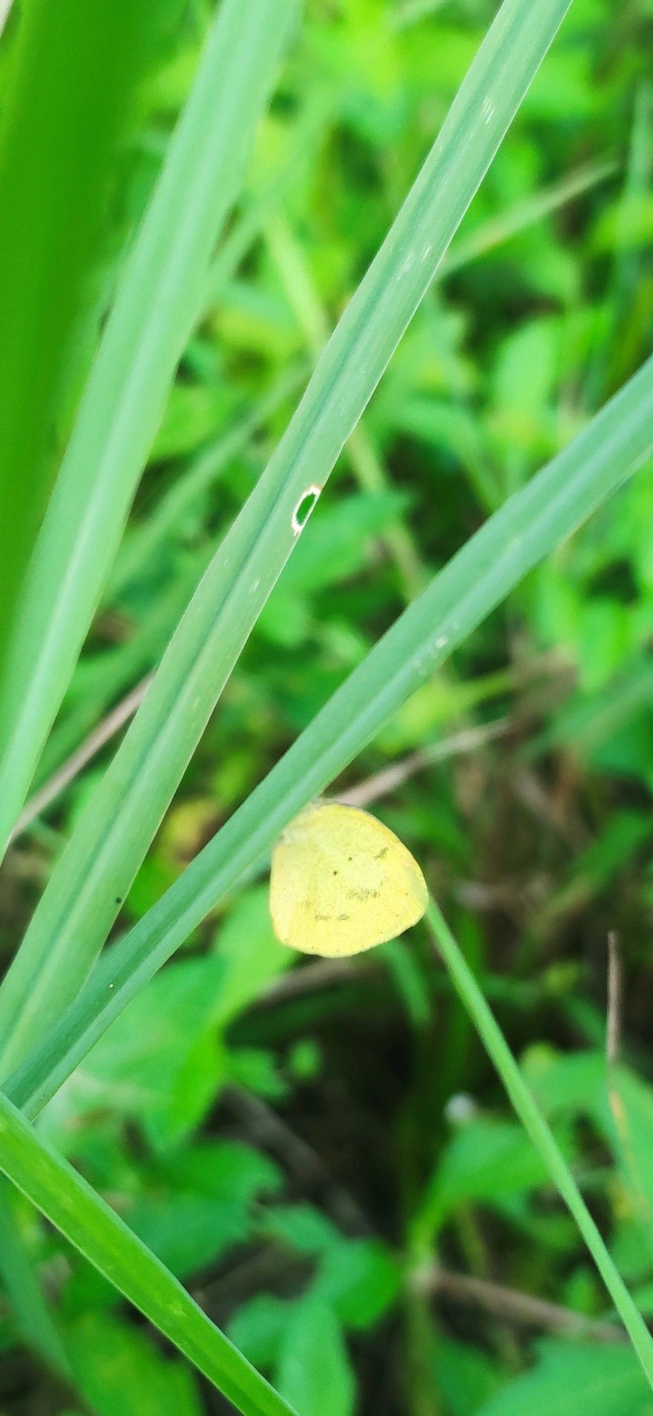 Amarelinha (Eurema nise), insetos, fotografado em Maresias, São Sebastião