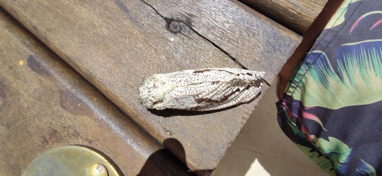 Morpheis, insetos, fotografado em Maresias, São Sebastião