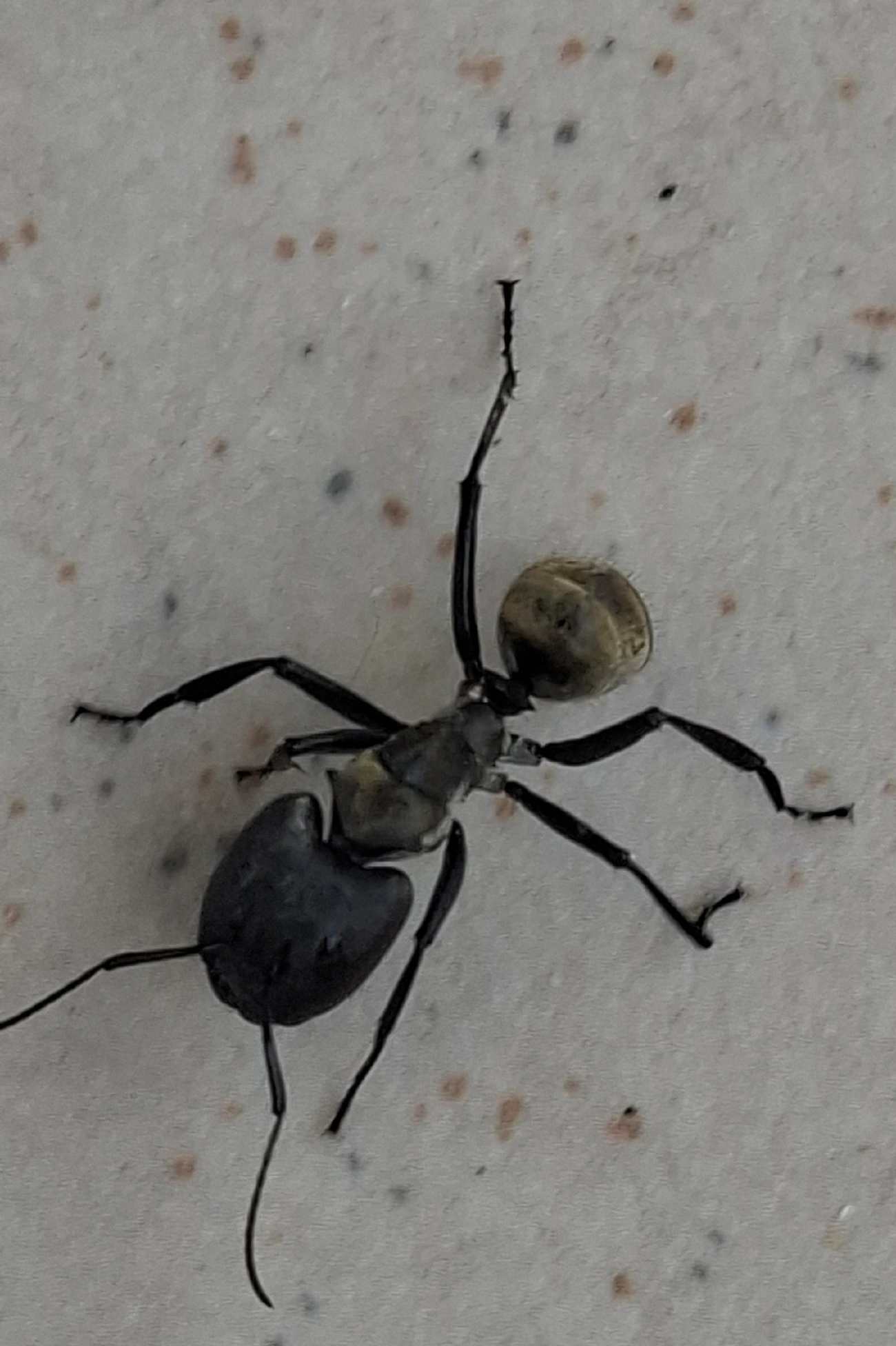 Formiga-dourada (Camponotus sericeiventris), insetos, fotografado em Maresias, São Sebastião