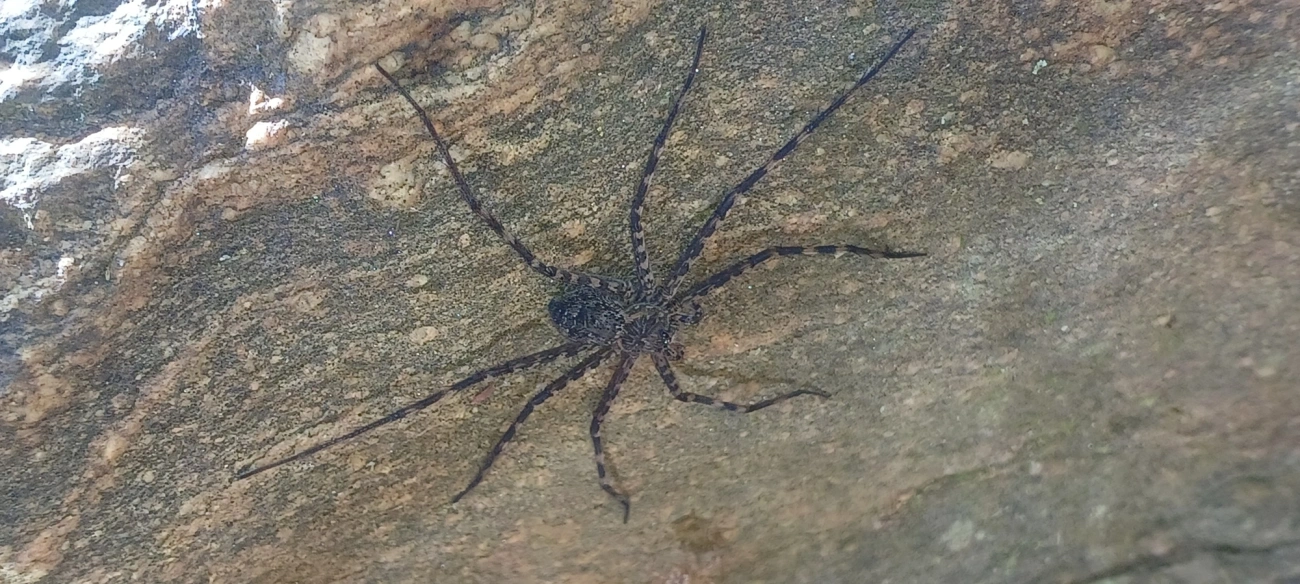 Aranhas-da-cachoeira (Trechaleidae), aracnídeos, fotografado em Cunha