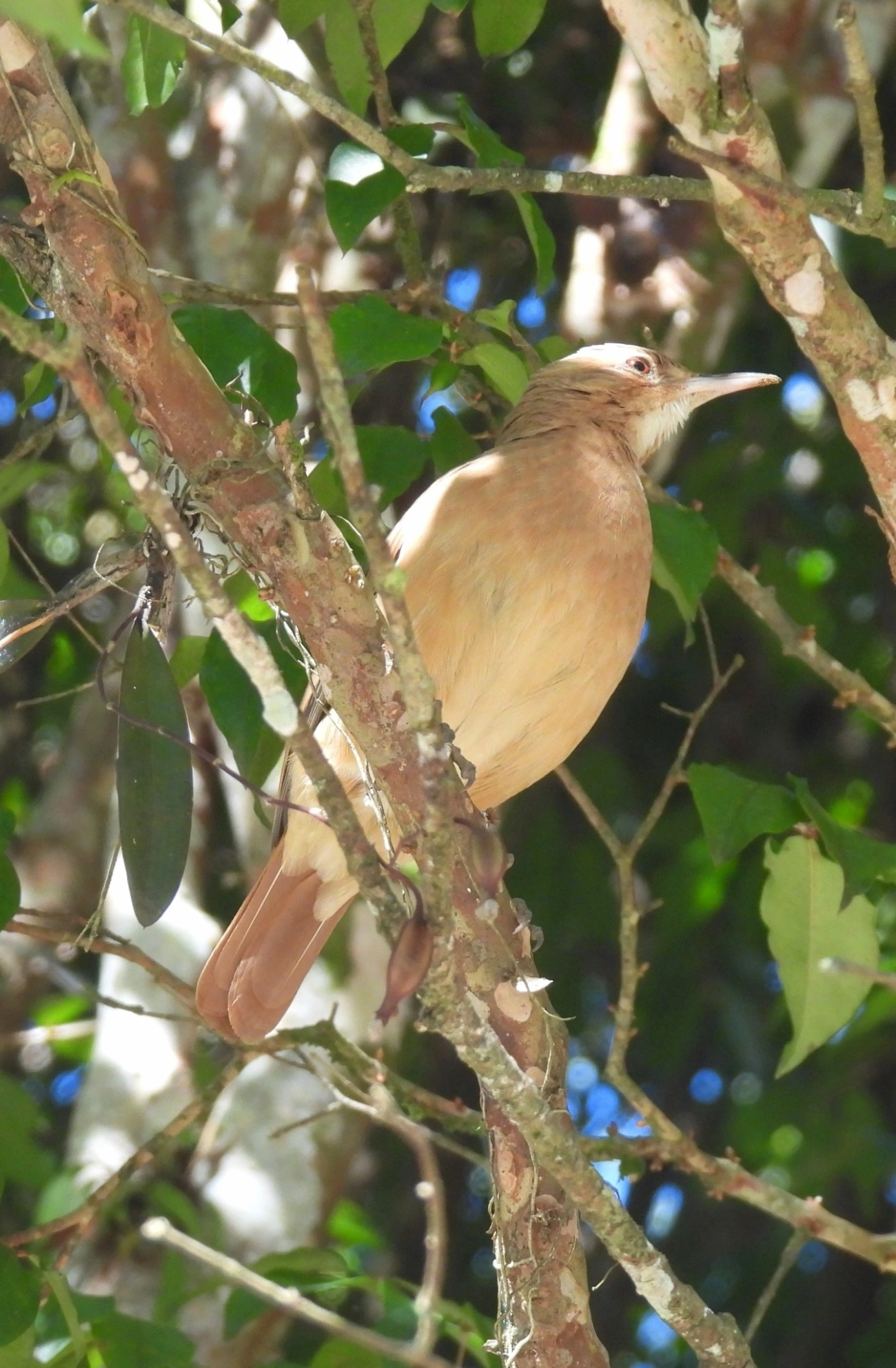 João-de-barro (Furnarius rufus), aves, fotografado em Maromba, Visconde de Mauá