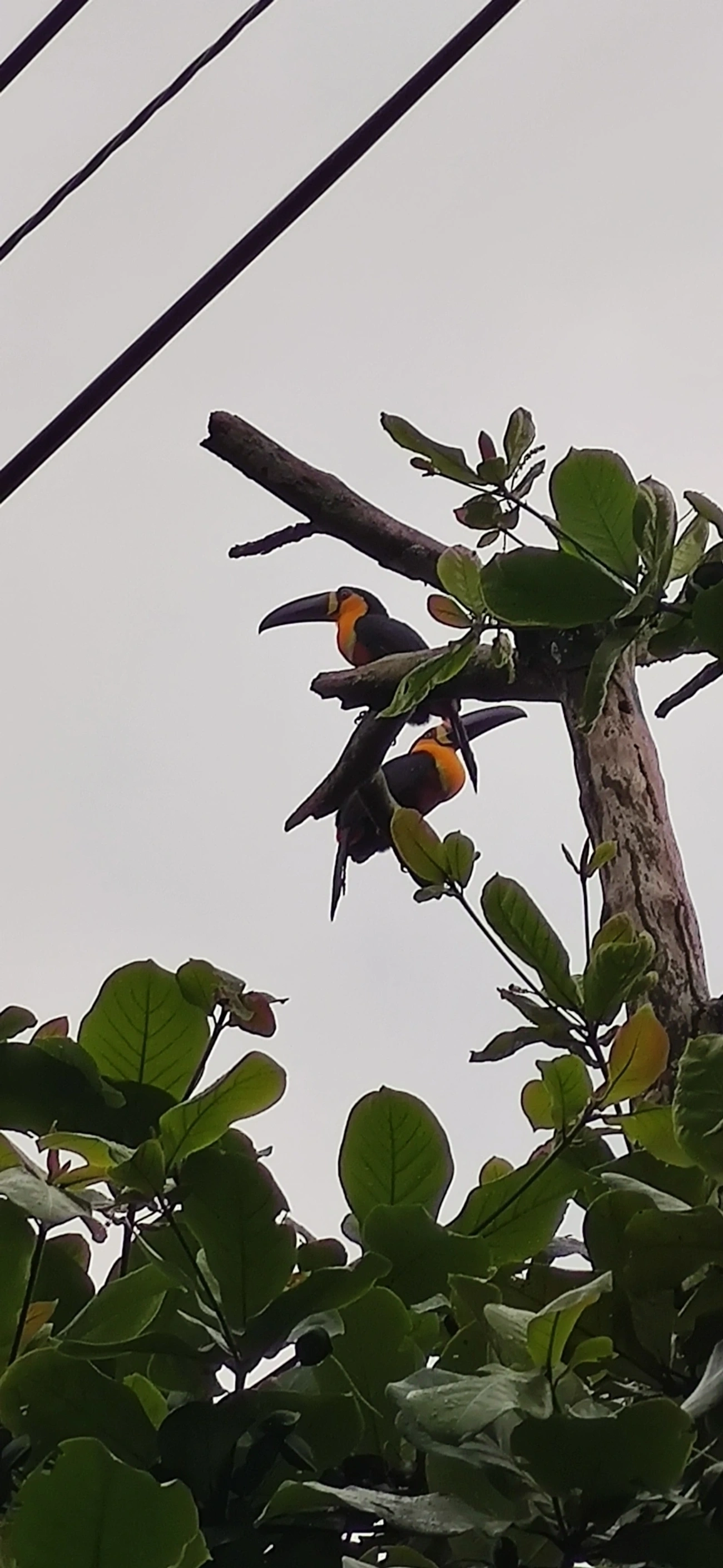 Tucano-de-ariel (Ramphastos vitellinus), aves, fotografado em São Paulo