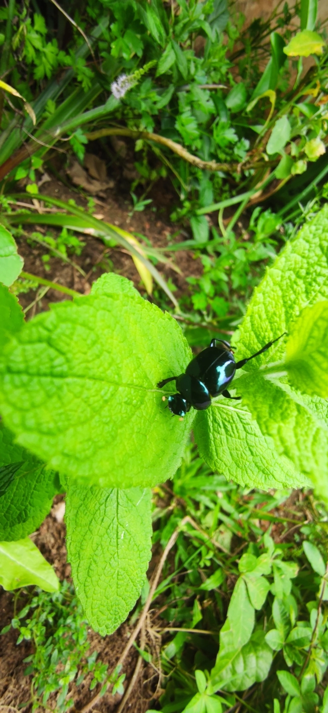 Besouro-rola-bosta (Canthon rutilans), insetos, fotografado em Maresias, São Sebastião
