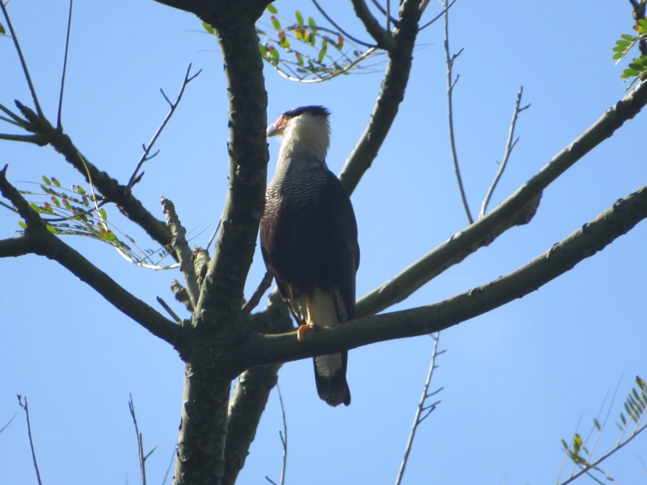 Carcará (Caracara plancus), aves, fotografado em Maresias, São Sebastião