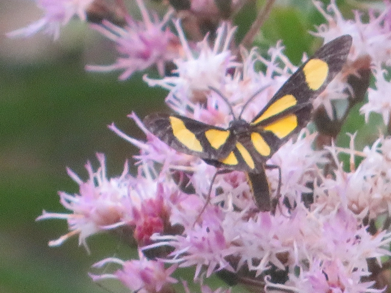 Cyllopoda claudicula, insetos, fotografado em Maresias, São Sebastião