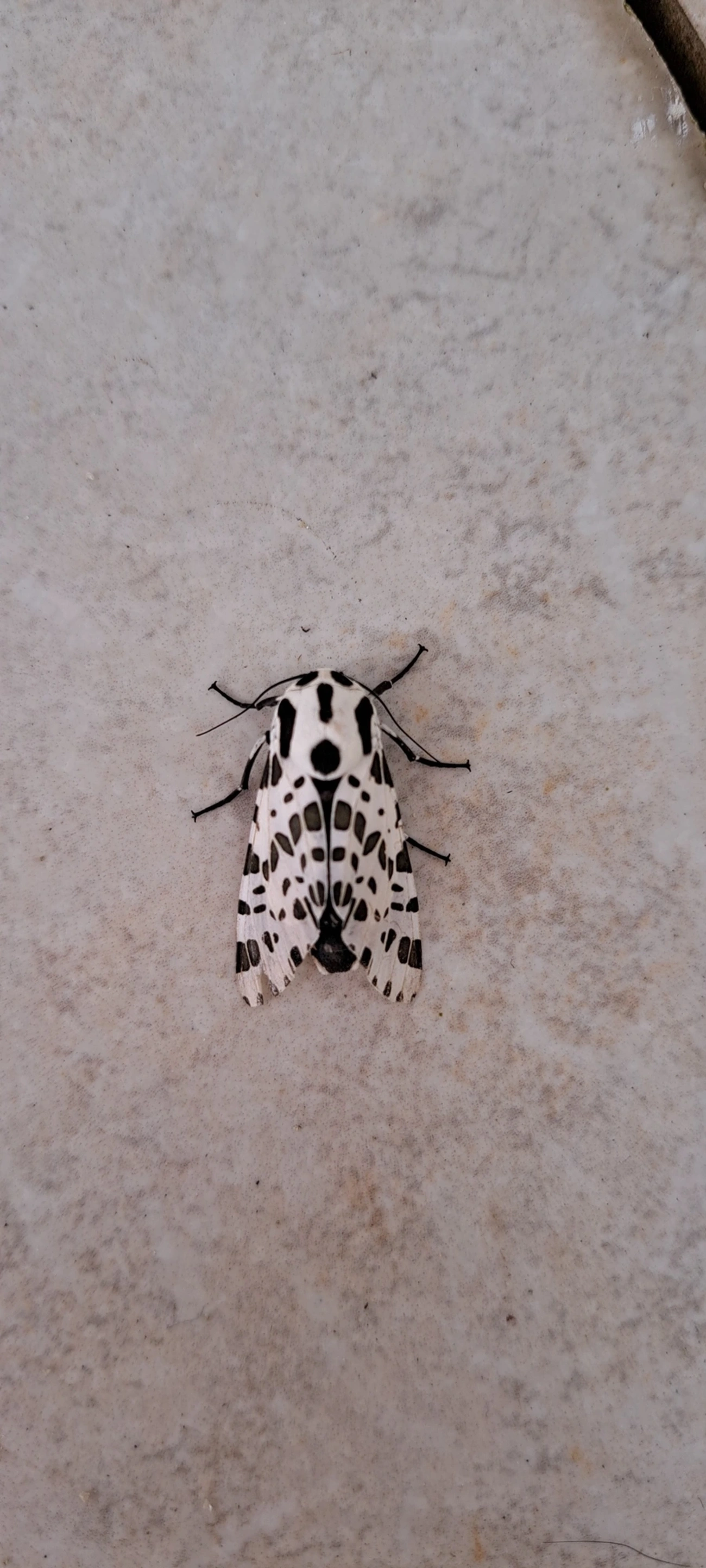 Mosca-taquinídea (Oxyptera brasiliensis), insetos, fotografado em Maresias, São Sebastião