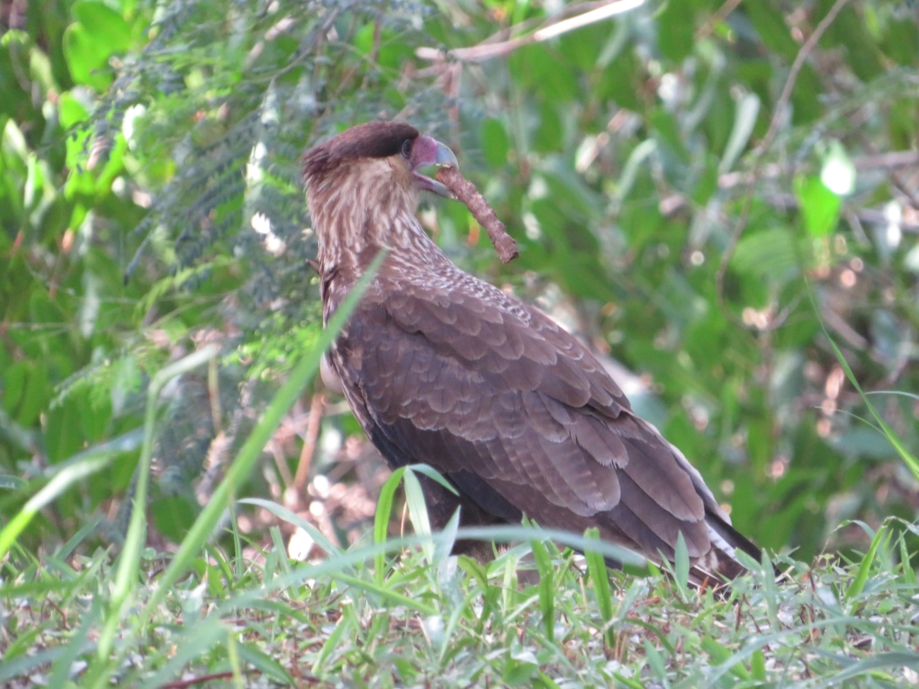 Carcará (Caracara plancus), aves, fotografado em Indaiá, Caraguatatuba