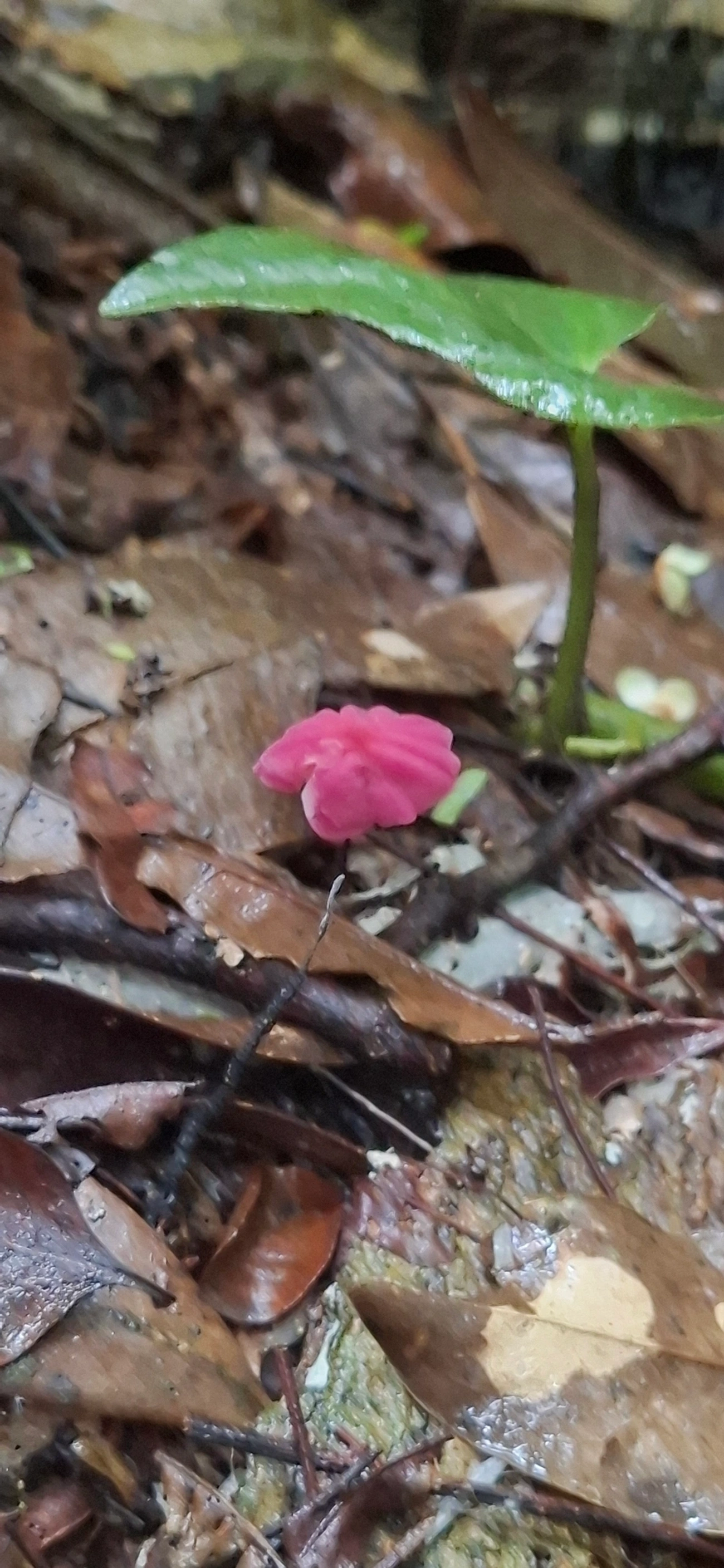 Cata-vento-roxo (Marasmius haematocephalus), fungos, fotografado em Maresias, São Sebastião