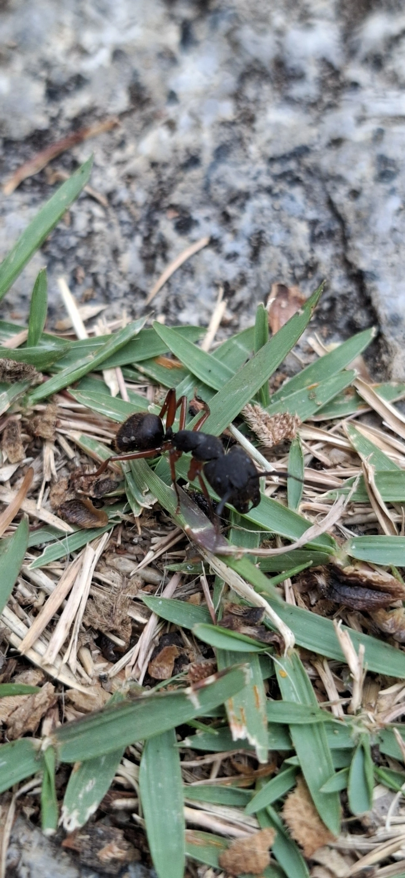 Sarassará-de-pernas-ruivas (Camponotus rufipes), insetos, fotografado em Itamonte