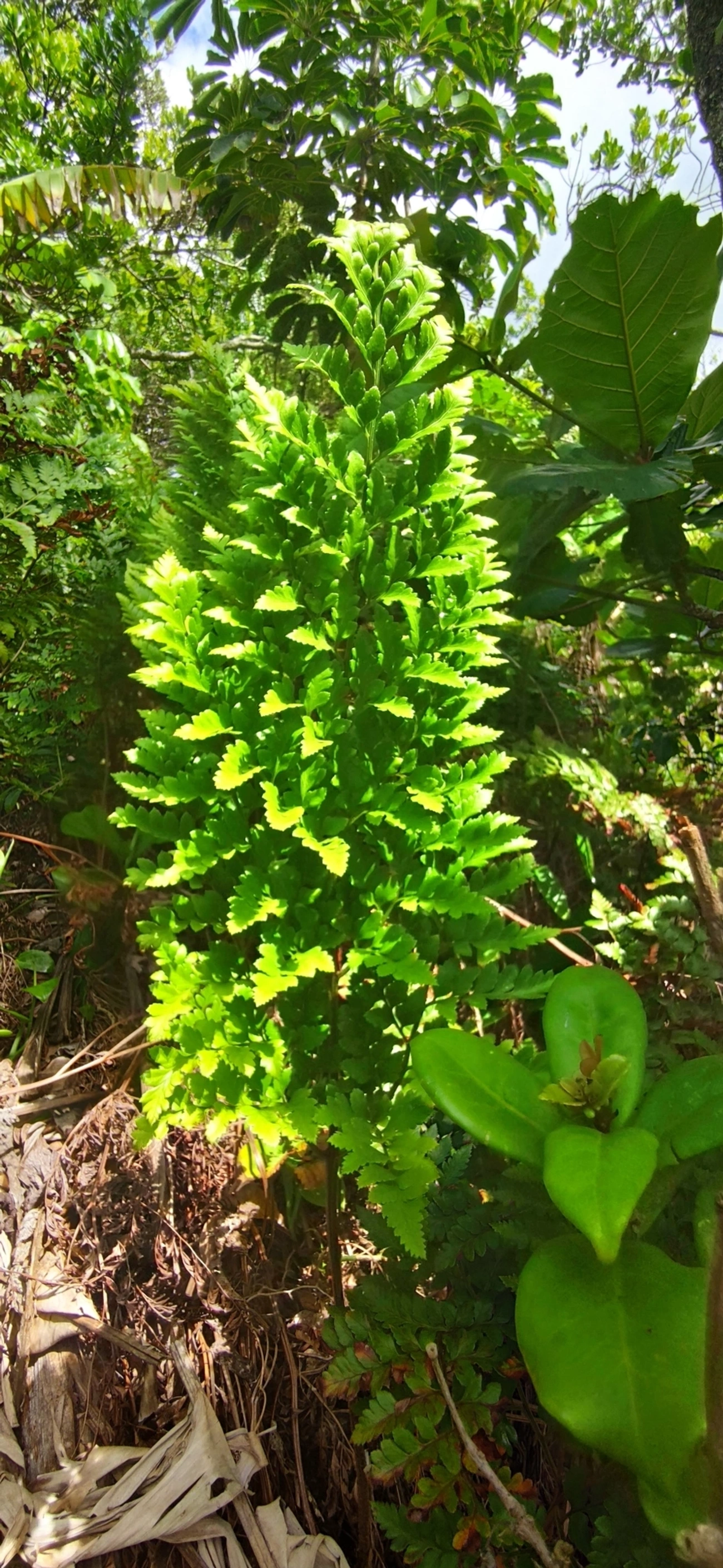 Samambaia-preta (Rumohra adiantiformis), plantas, fotografado em Maresias, São Sebastião
