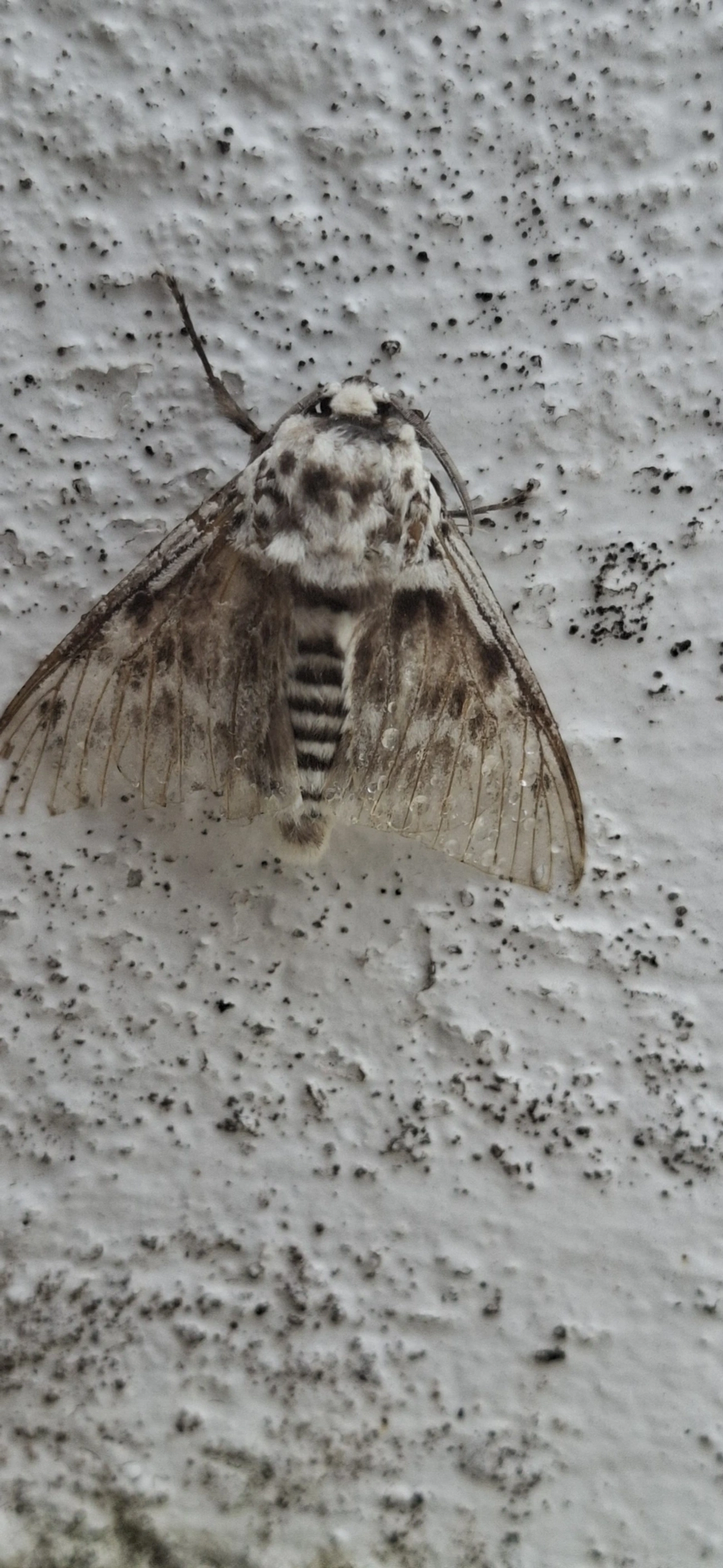 Podalia, insetos, fotografado em Maresias, São Sebastião