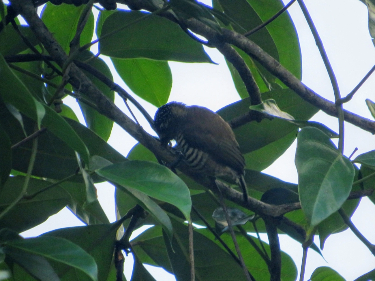 Pica-pau-anão-barrado (Picumnus cirratus), aves, fotografado em Maresias, São Sebastião