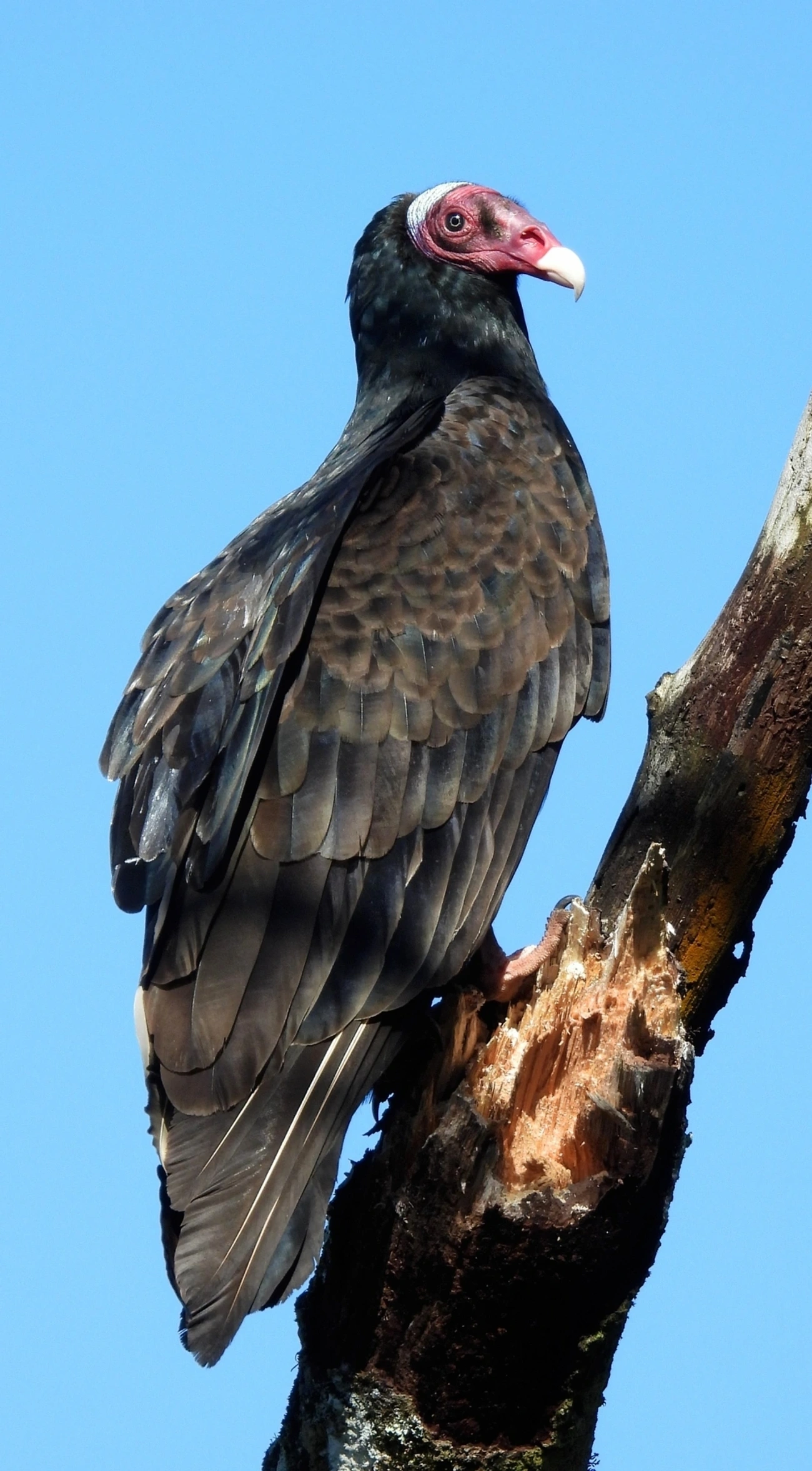 Urubu-de-cabeça-vermelha (Cathartes aura), aves, fotografado em Maresias, São Sebastião