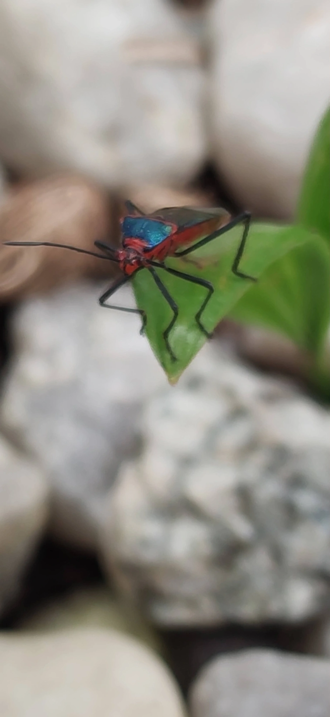 Sphictyrtus, insetos, fotografado em Maresias, São Sebastião
