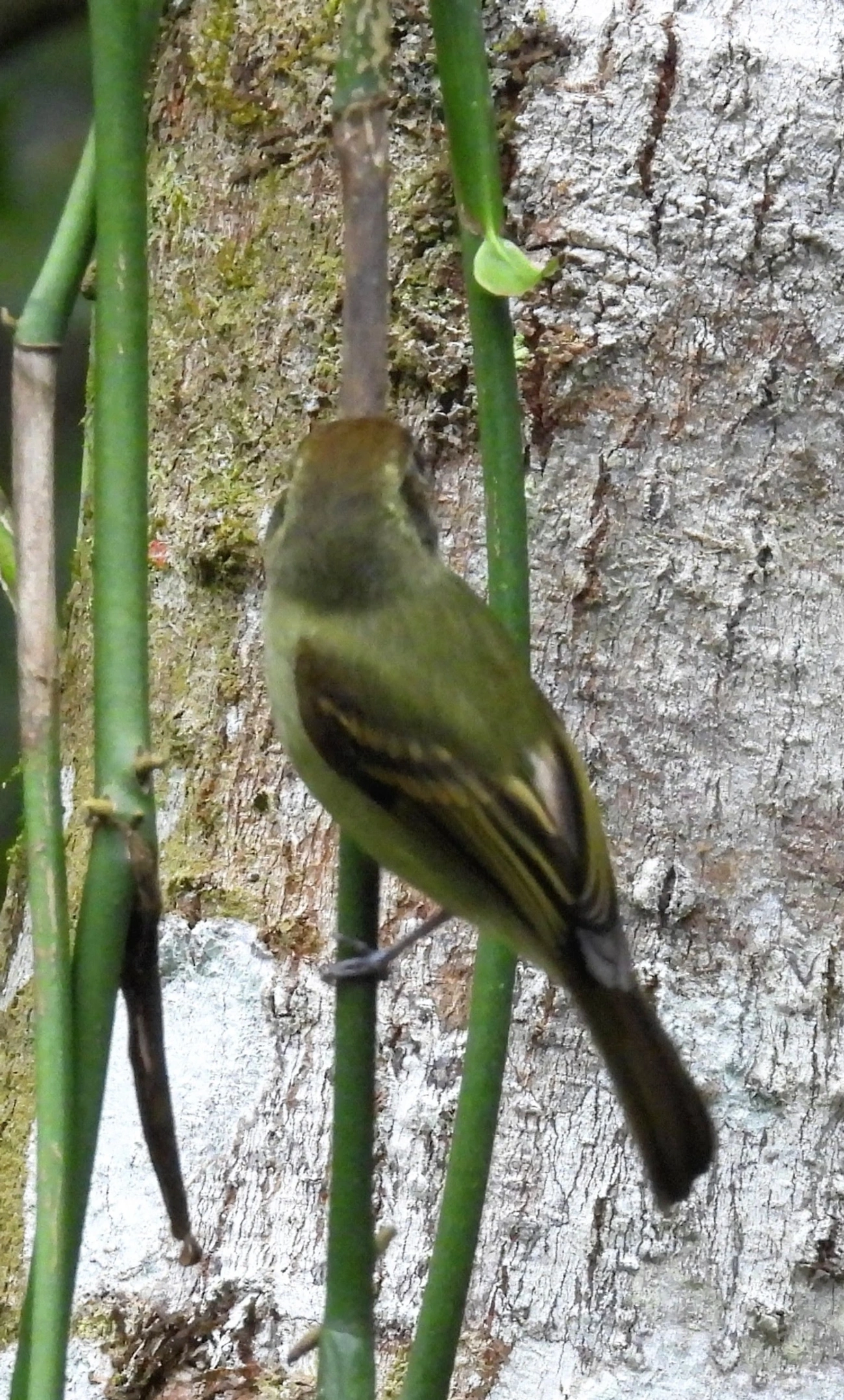 Cabeçudo (Leptopogon amaurocephalus), aves, fotografado em Maresias, São Sebastião