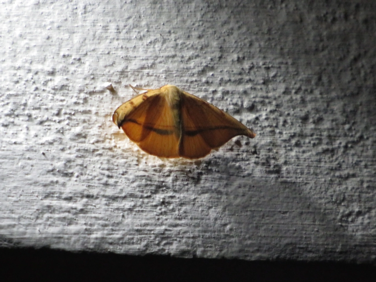 Patalene, insetos, fotografado em Maresias, São Sebastião