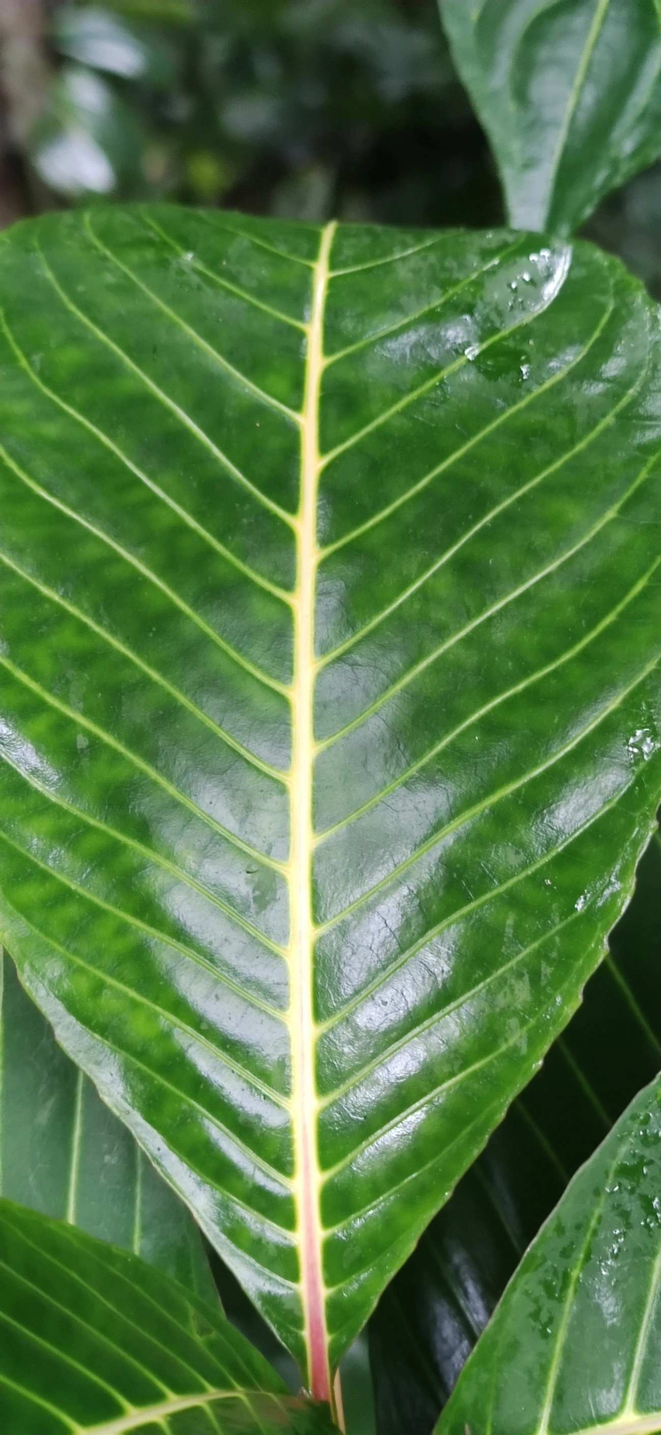Sanchésia (Sanchezia parvibracteata), plantas, fotografado em Maresias, São Sebastião