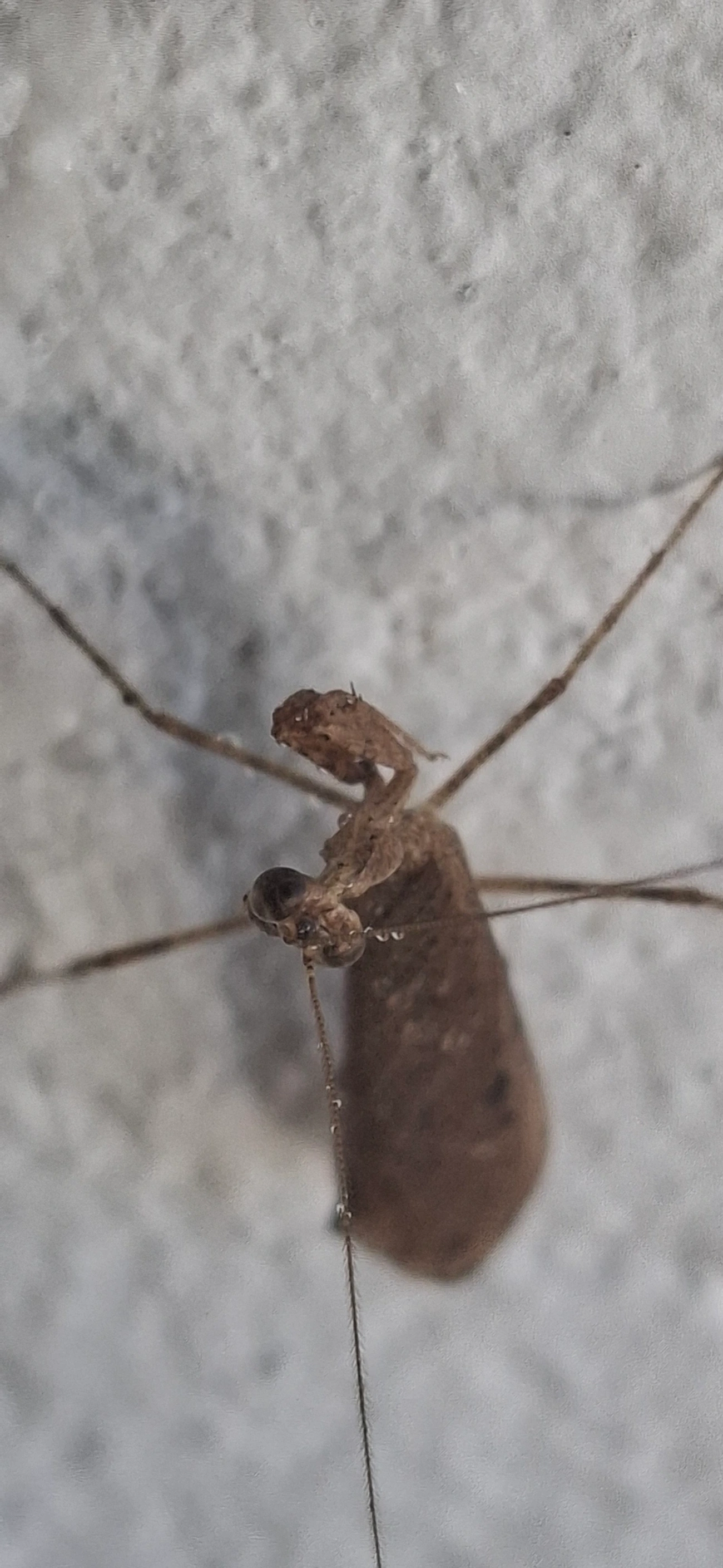 Miobantia, insetos, fotografado em Maresias, São Sebastião
