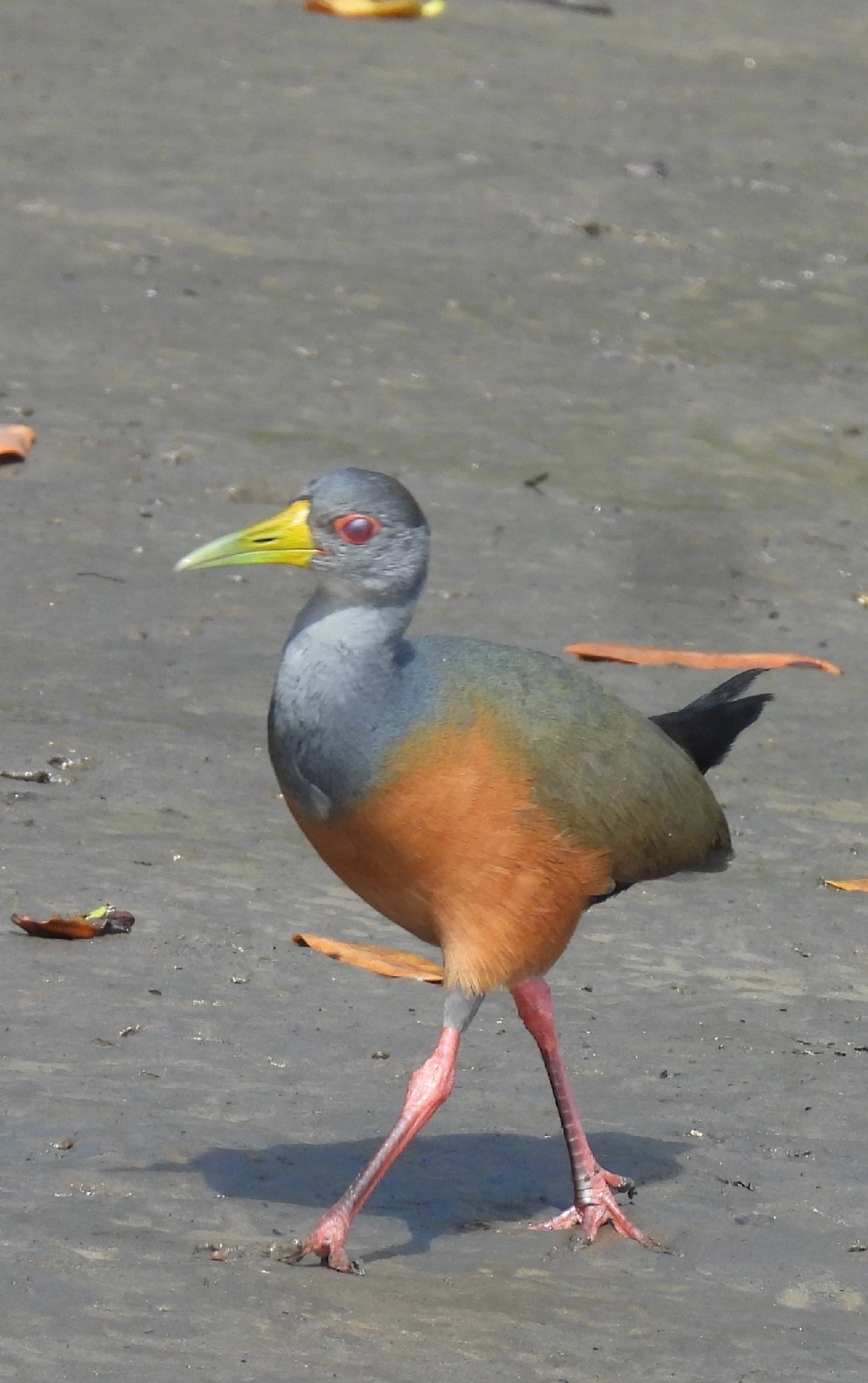 Saracura-três-potes (Aramides cajaneus), aves, fotografado em Cananéia
