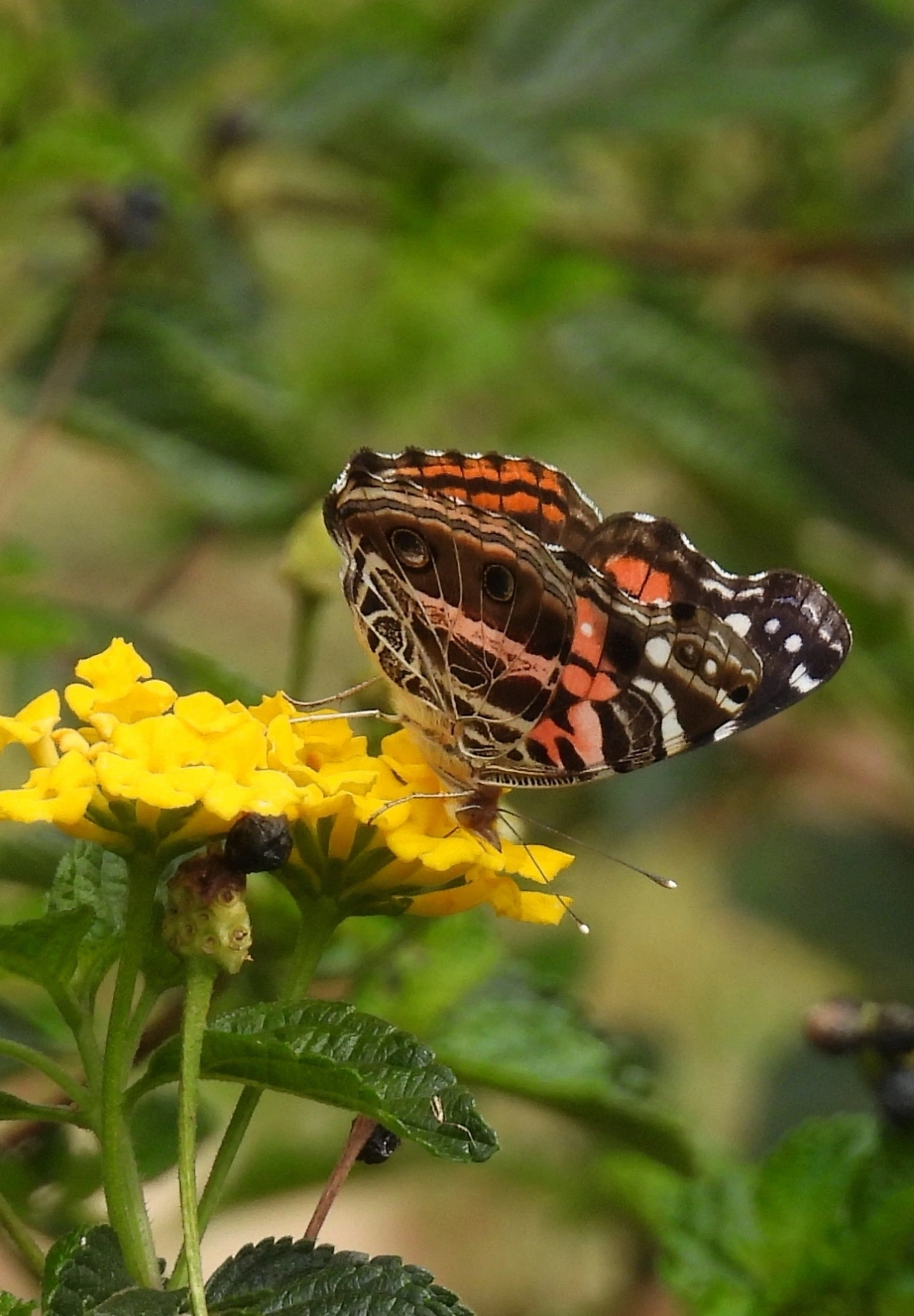 Dama-bandeada (Vanessa myrinna), insetos, fotografado em Bragança Paulista
