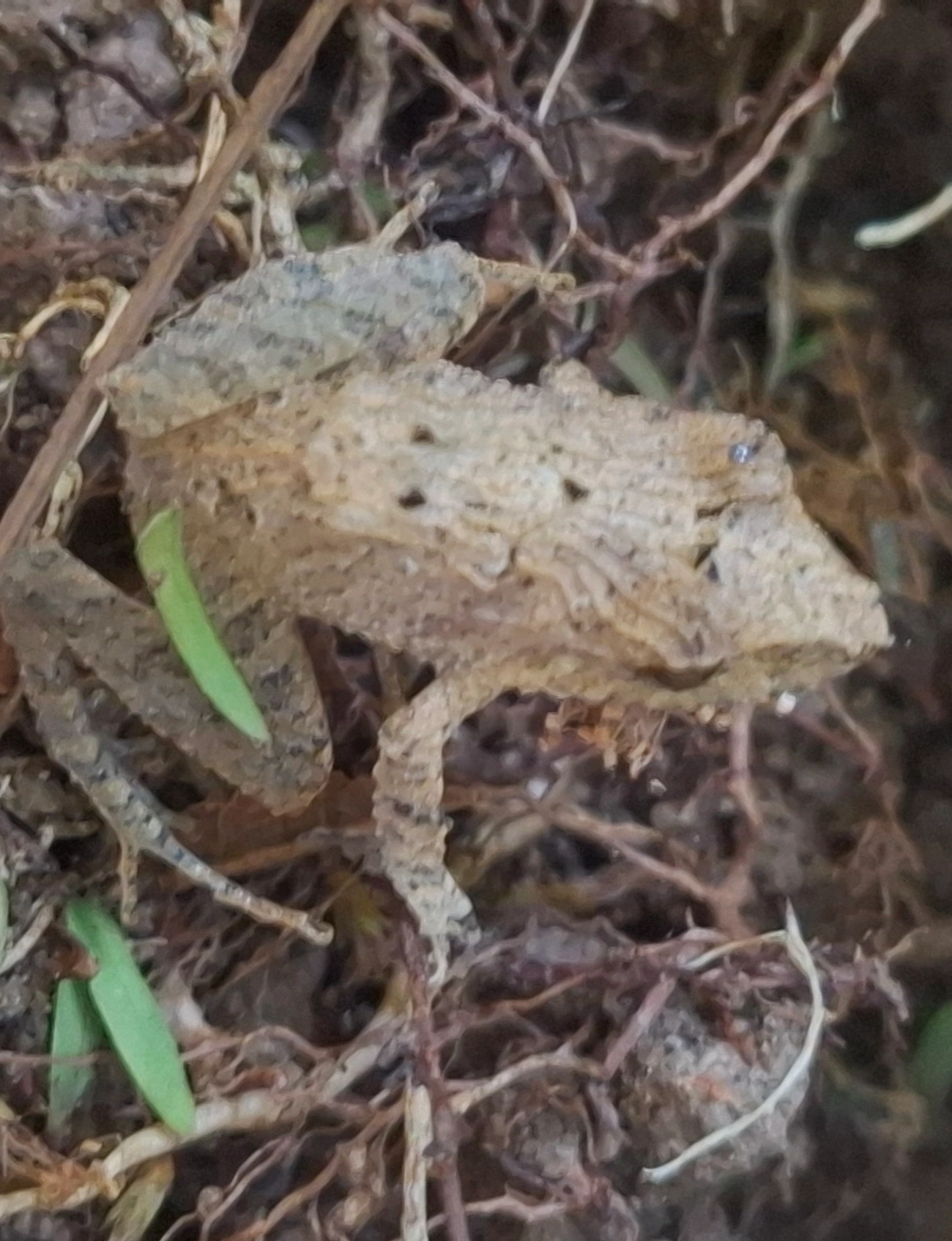 Haddadus, anfíbios, fotografado em Queluz