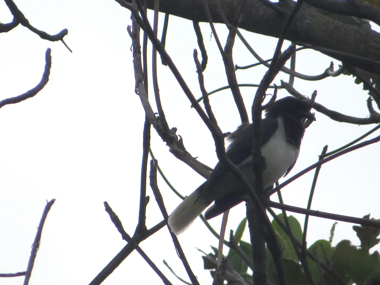 Gralha-do-campo (Cyanocorax cristatellus), aves, fotografado em Ilhabela