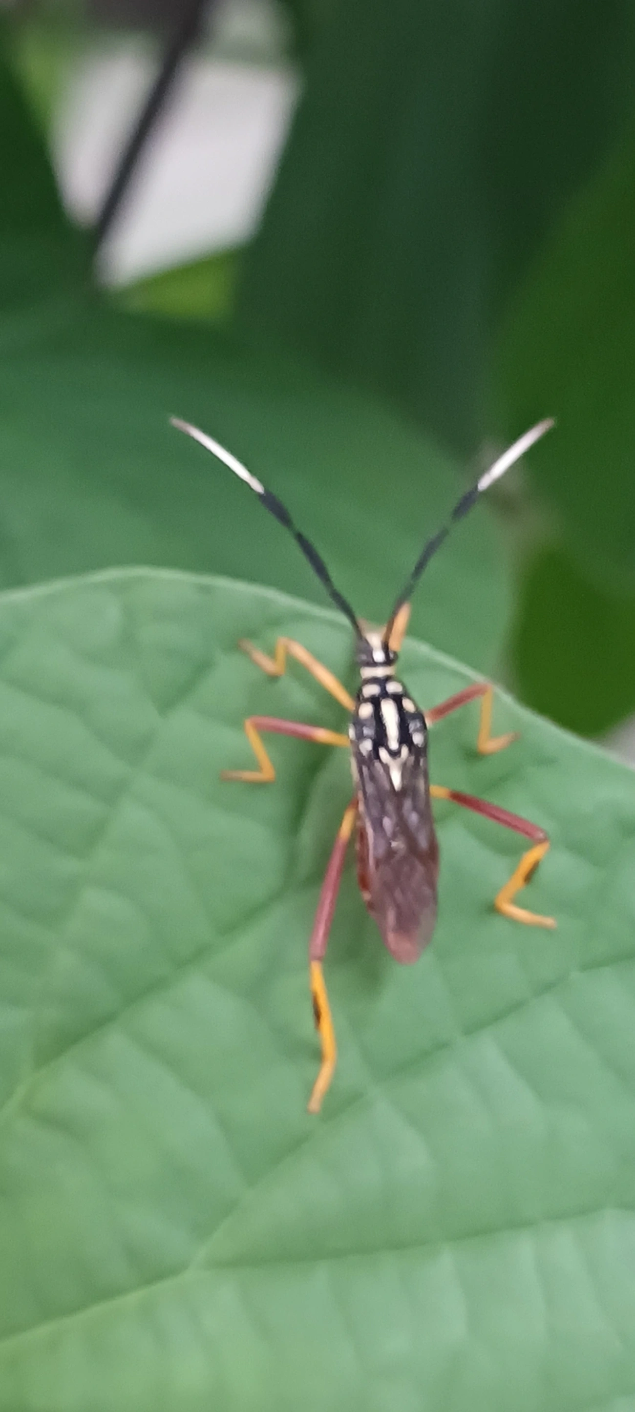 Percevejo-do-maracujá (Holhymenia histrio), insetos, fotografado em Maresias, São Sebastião