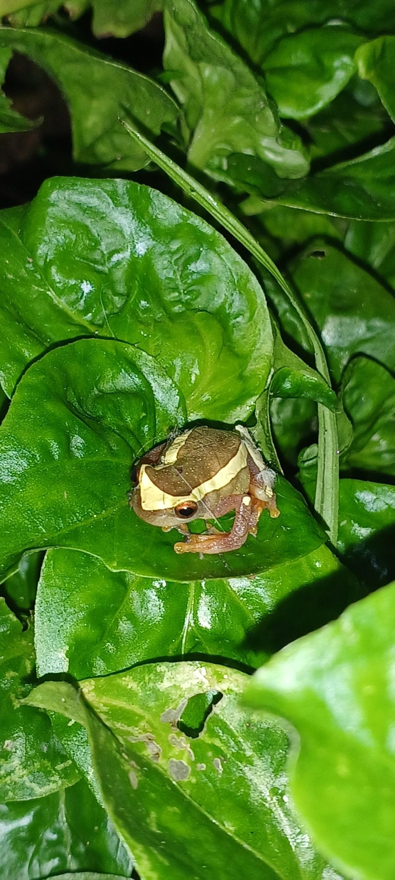 Perereca-de-moldura (Dendropsophus elegans), anfíbios, fotografado em Maresias, São Sebastião