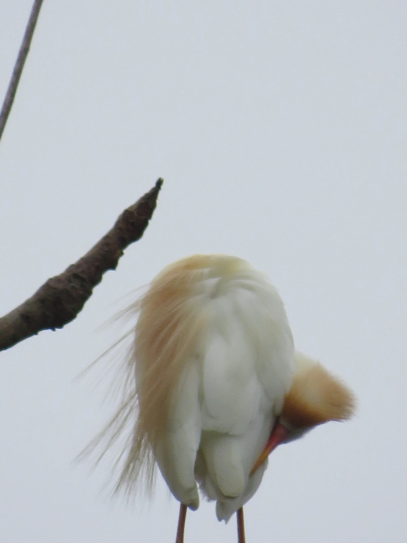 Garça-vaqueira (Ardea ibis), aves, fotografado em Maresias, São Sebastião