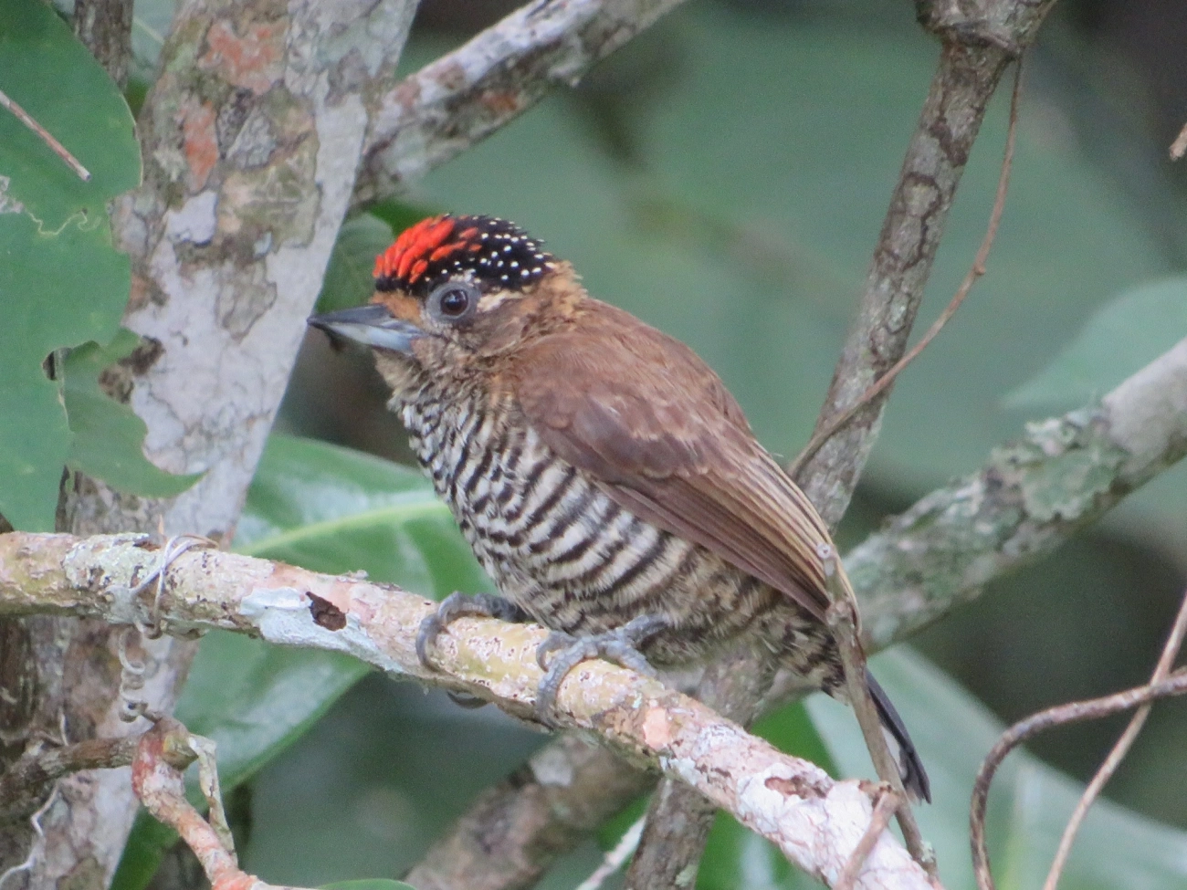 Pica-pau-anão-barrado (Picumnus cirratus), aves, fotografado em Maresias, São Sebastião
