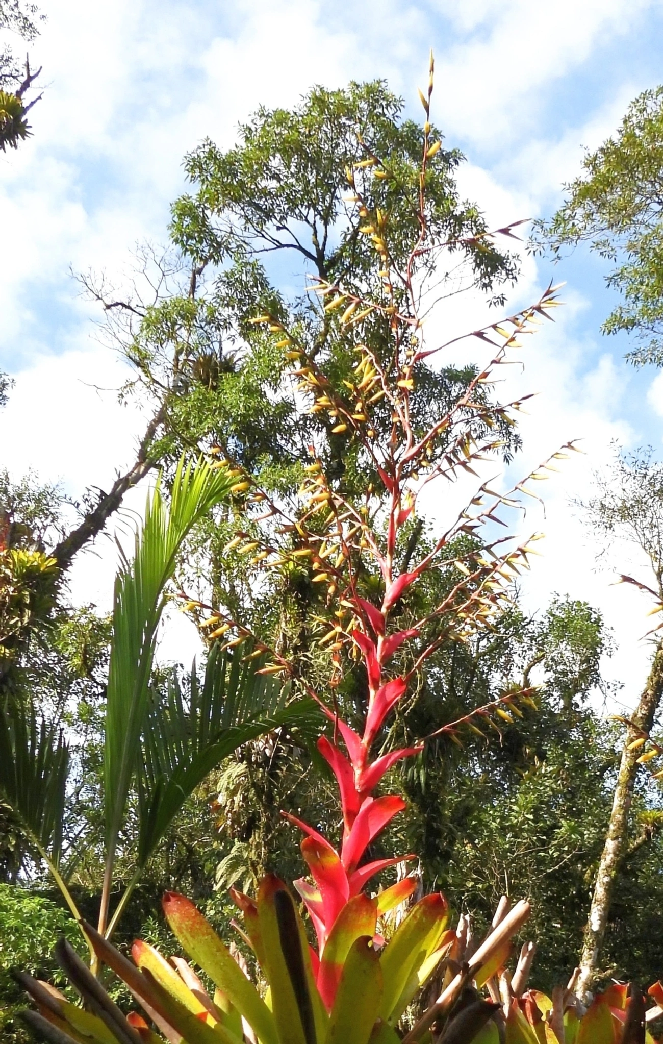 Bromélia-ponta-preta (Vriesea philippocoburgi), plantas, fotografado em Paranapiacaba