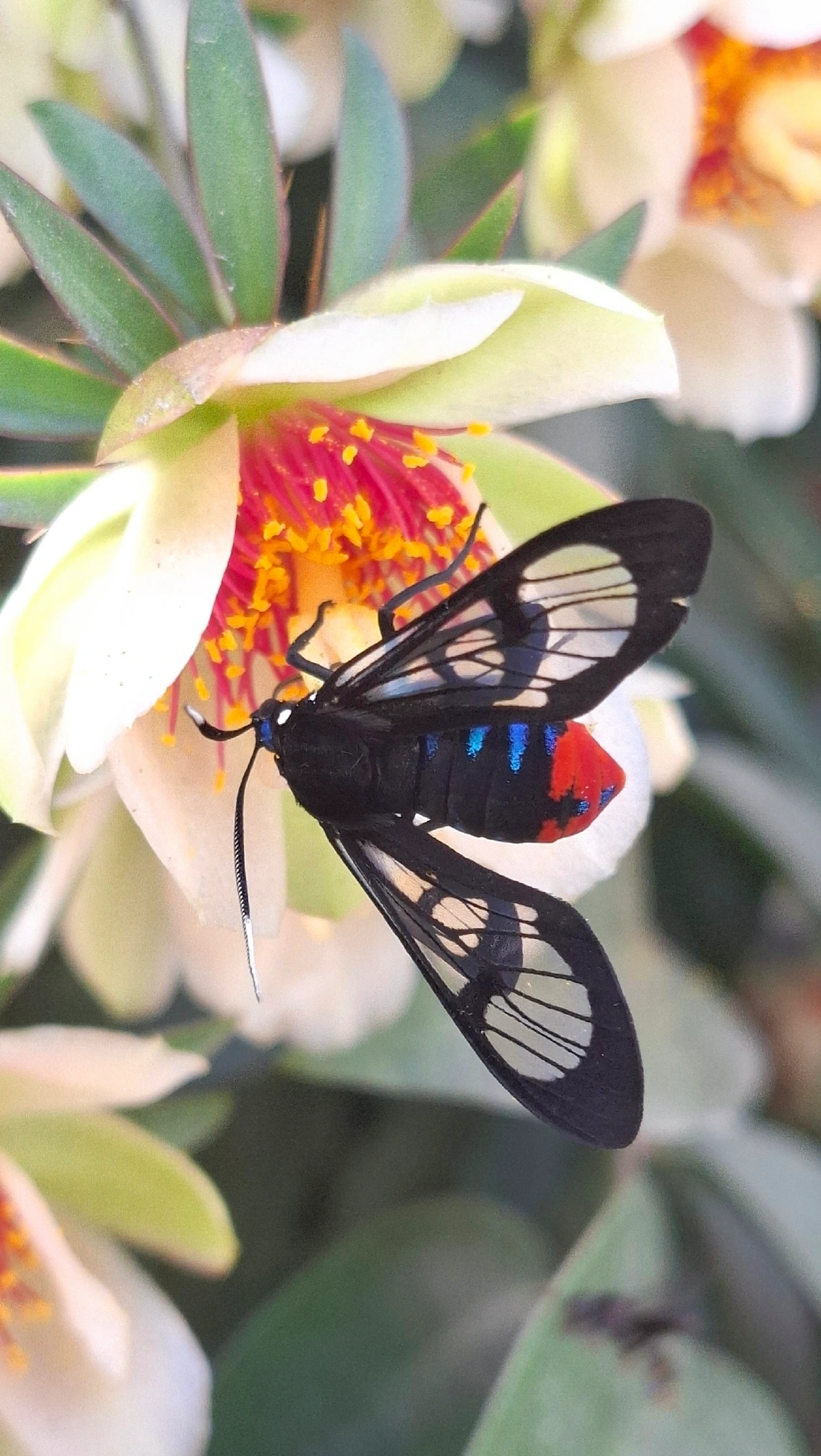 Gymnelia, insetos, fotografado em Maresias, São Sebastião