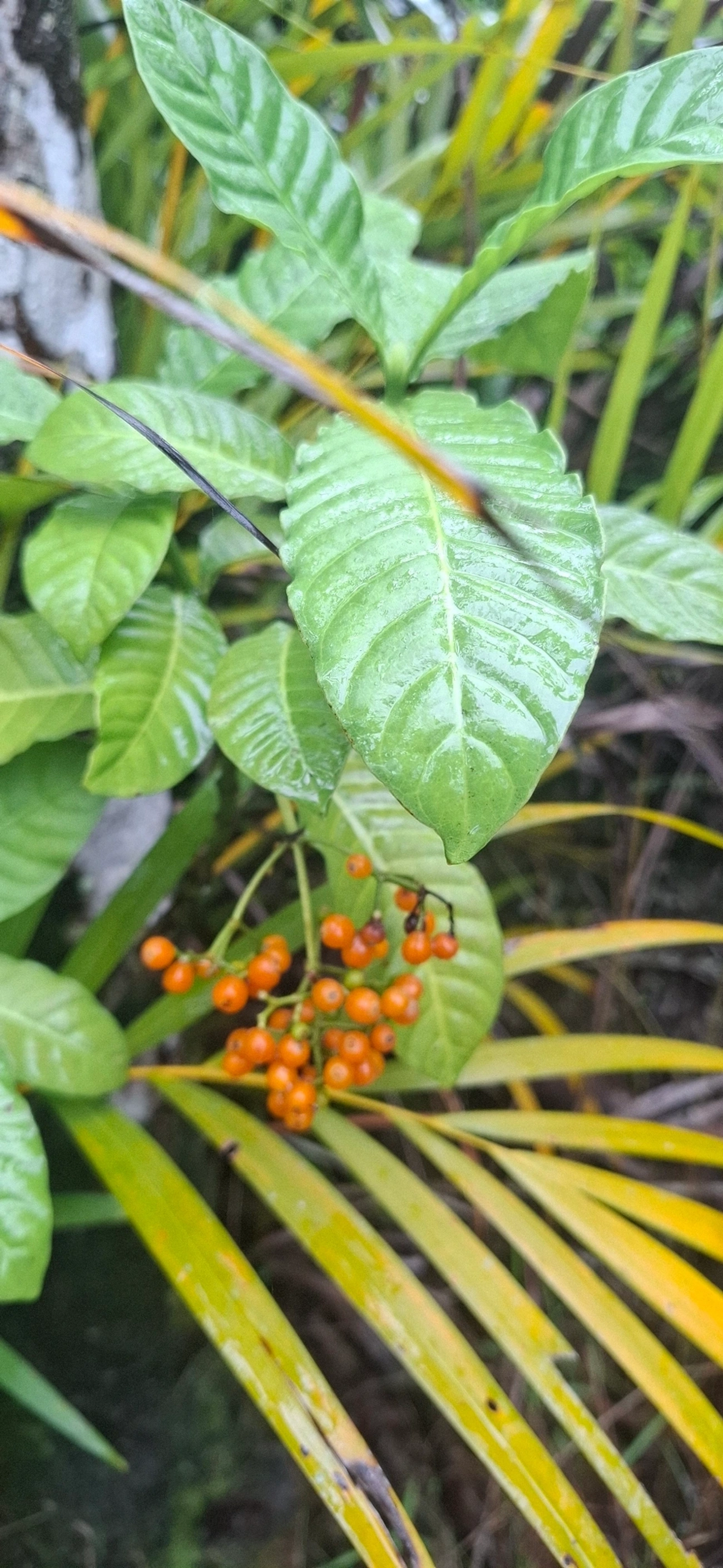 Cafeeiro-do-Mato (Psychotria carthagenensis), plantas, fotografado em Maresias, São Sebastião