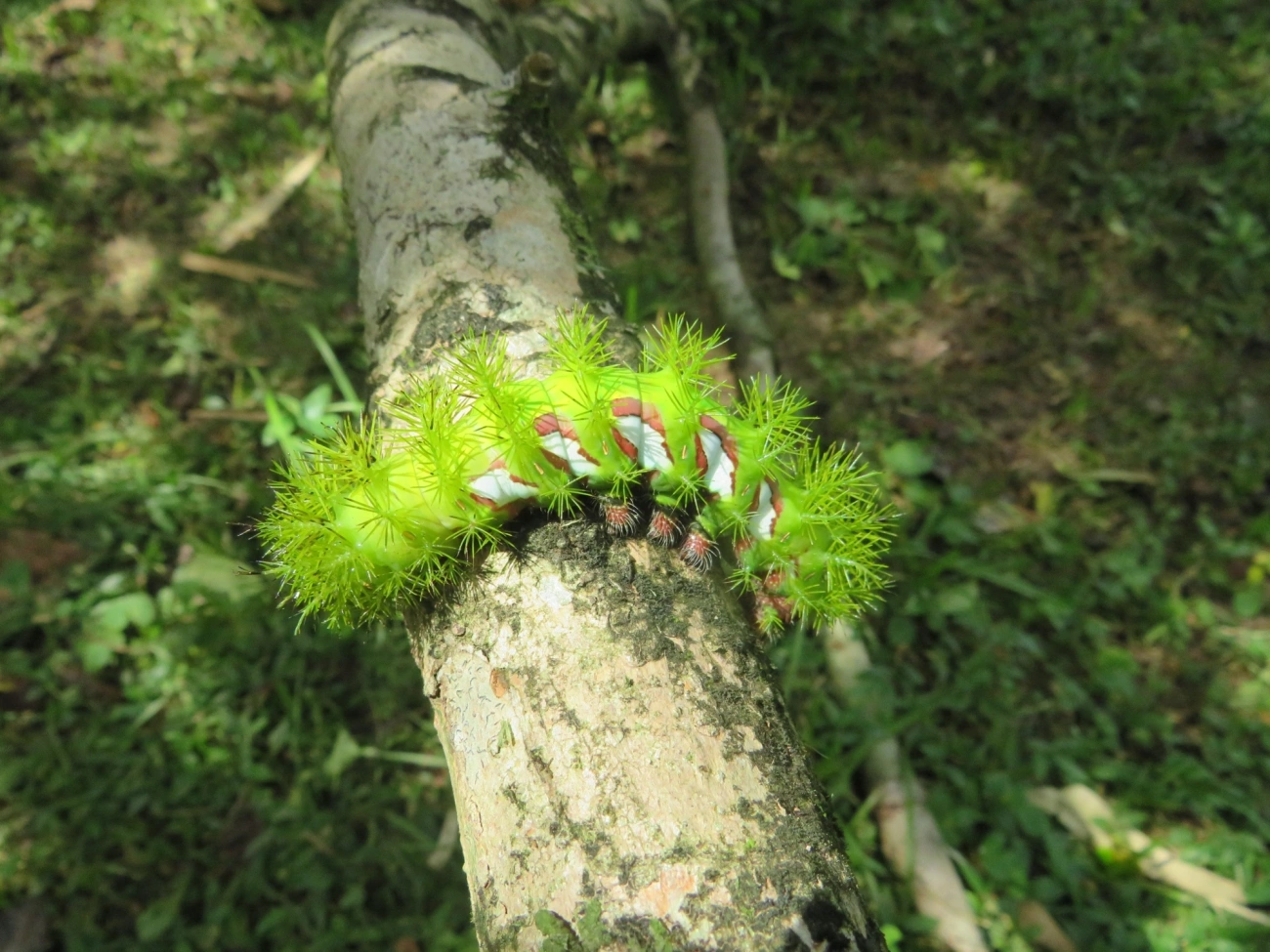 Olho-de-pavão (Automeris melanops), insetos, fotografado em Maresias, São Sebastião