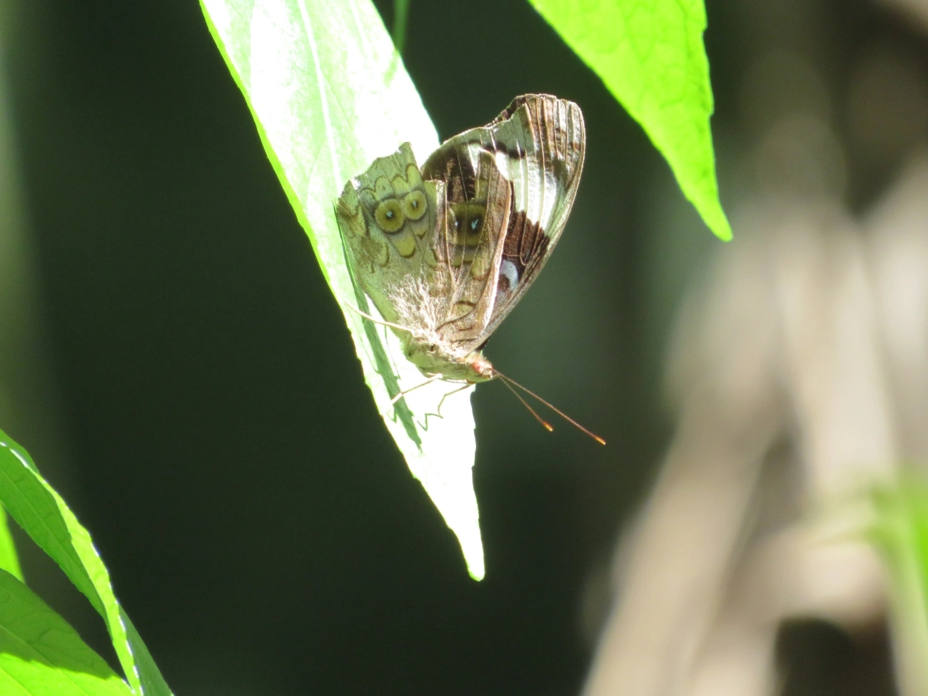Eunica volumna, insetos, fotografado em Maresias, São Sebastião