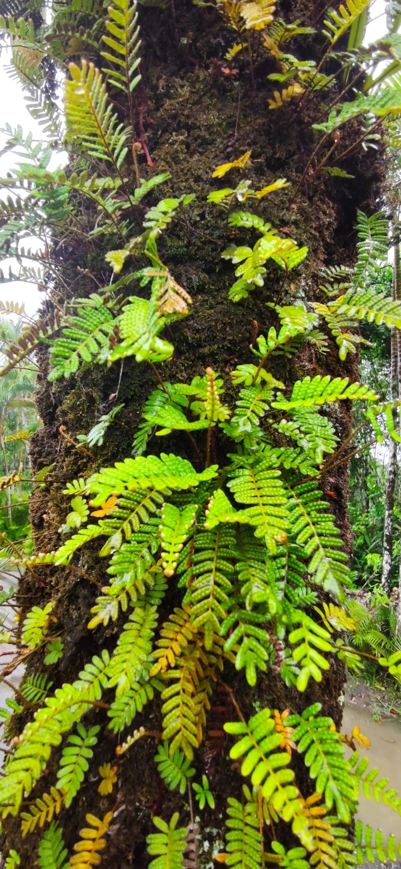Samambaia-da-ressurreição (Pleopeltis polypodioides), plantas, fotografado em Maresias, São Sebastião