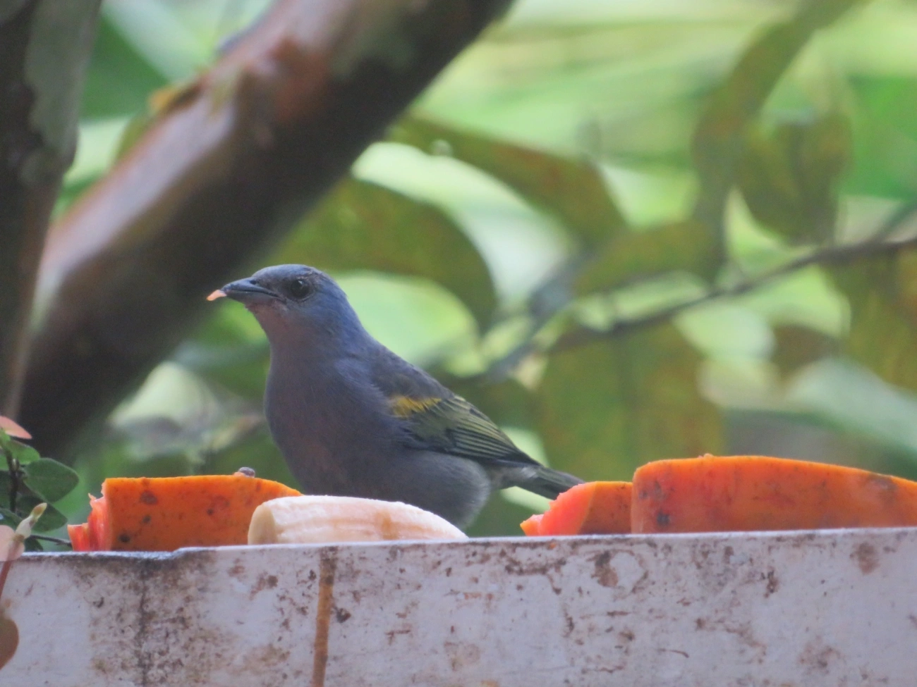 Sanhaçu-de-encontro-amarelo (Thraupis ornata), aves, fotografado em Maresias, São Sebastião